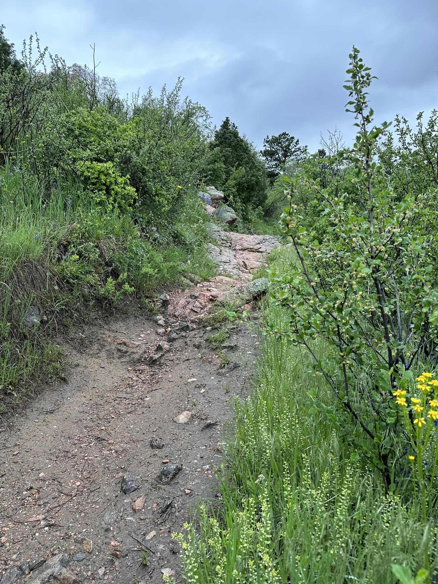 Rocky dirt trail ascending through dense green bushes and trees.