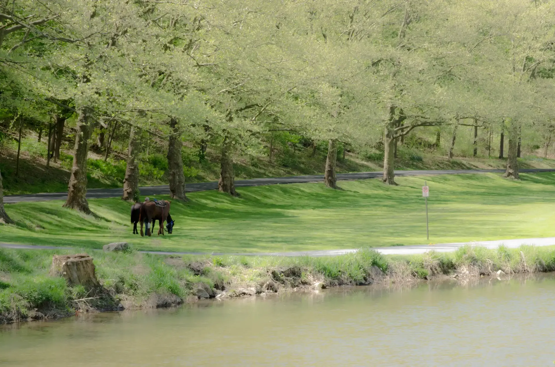 Two dark horses graze on a sunny green bank beside a canal.