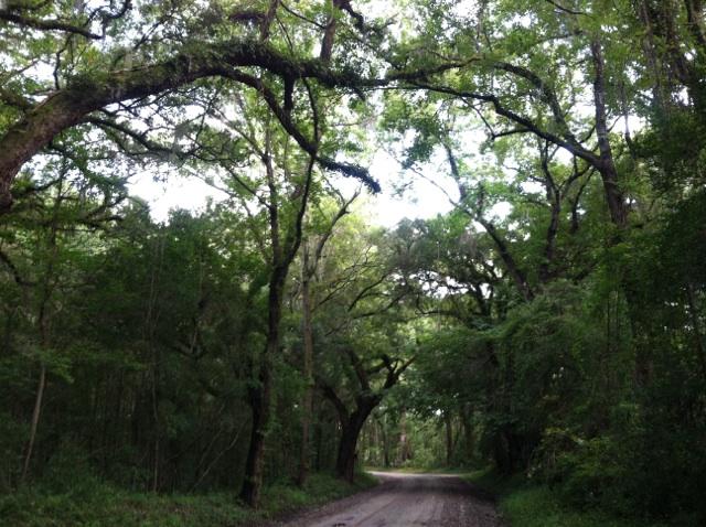 A dirt road winds through a dense forest with an arching tree canopy.