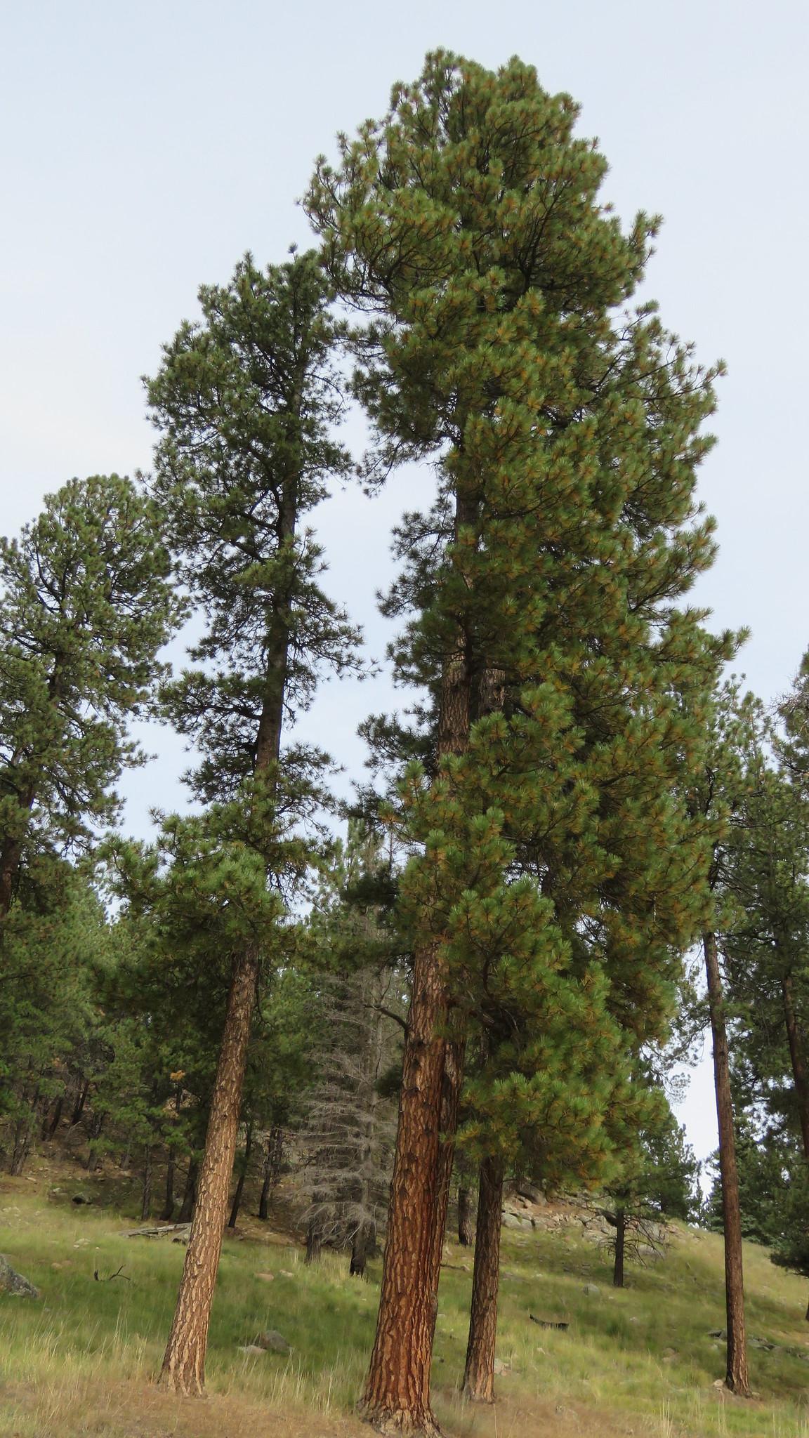 Tall pine trees on a grassy hillside under an overcast sky.