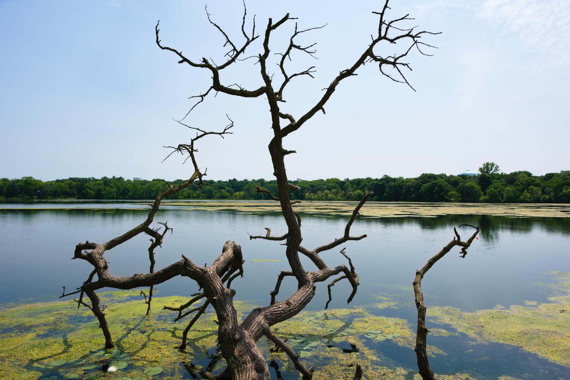 Gnarly dead tree branches rise from a calm, algae-covered lake.