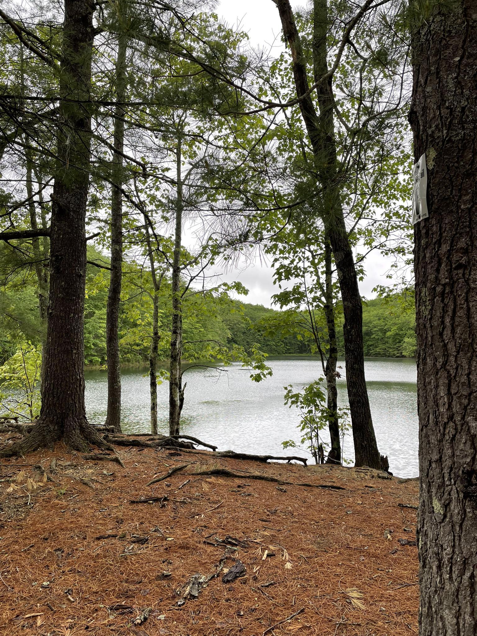 Forested shoreline with pine needles and tall trees overlooking a calm lake.