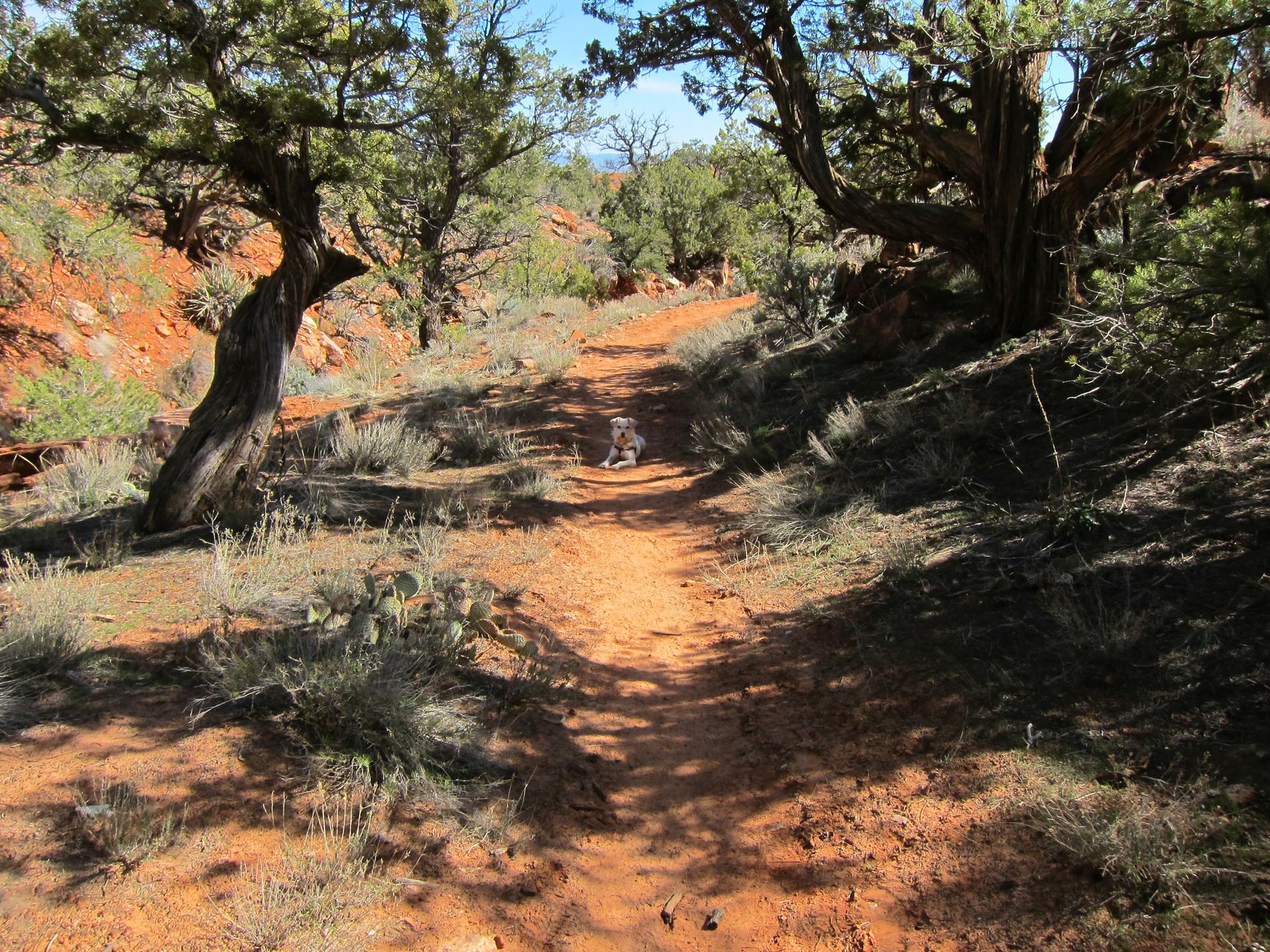 A small white dog on a sunny red dirt path through arid trees.
