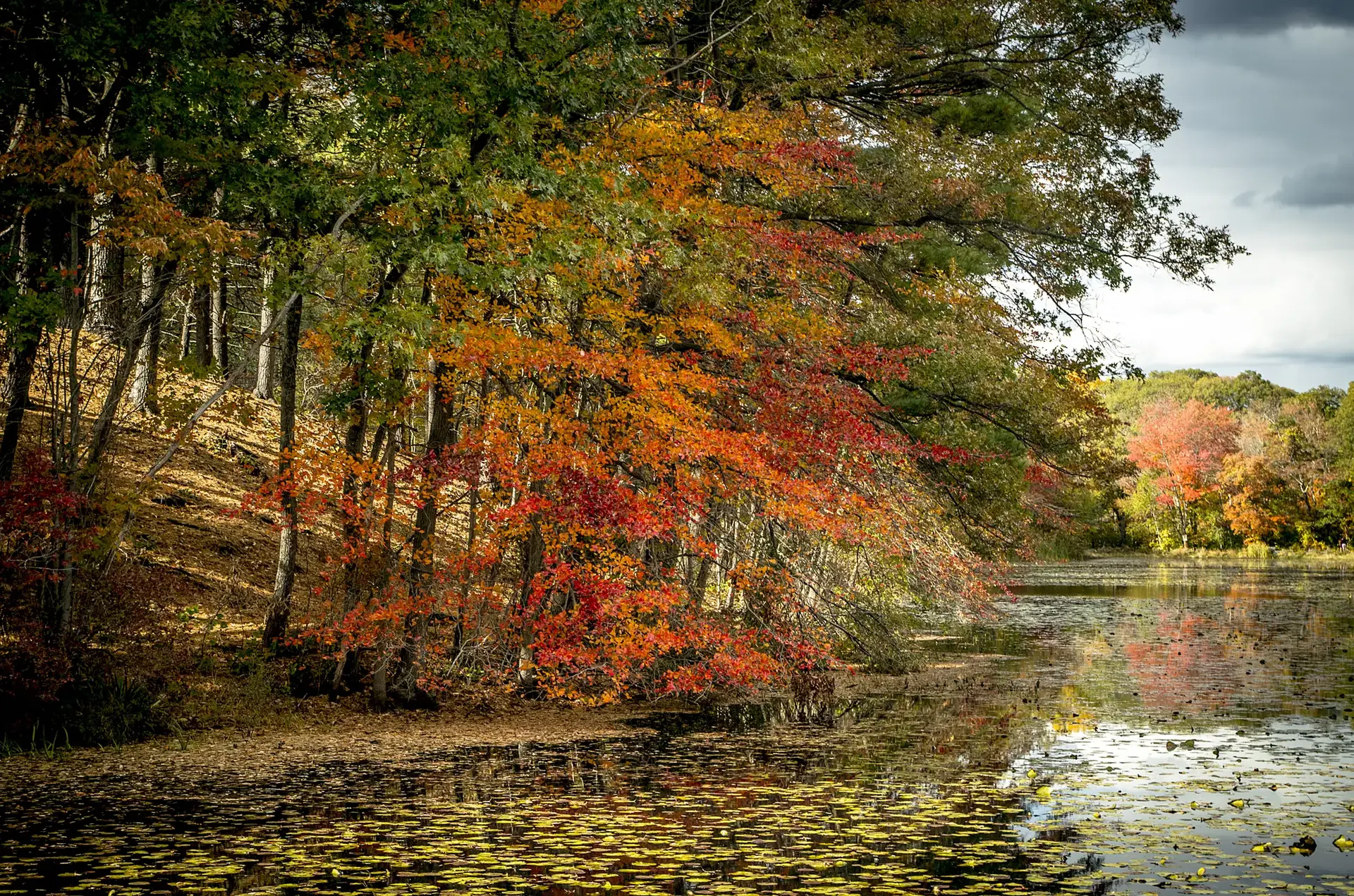 Colorful autumn trees reflect in a calm pond covered with lily pads.