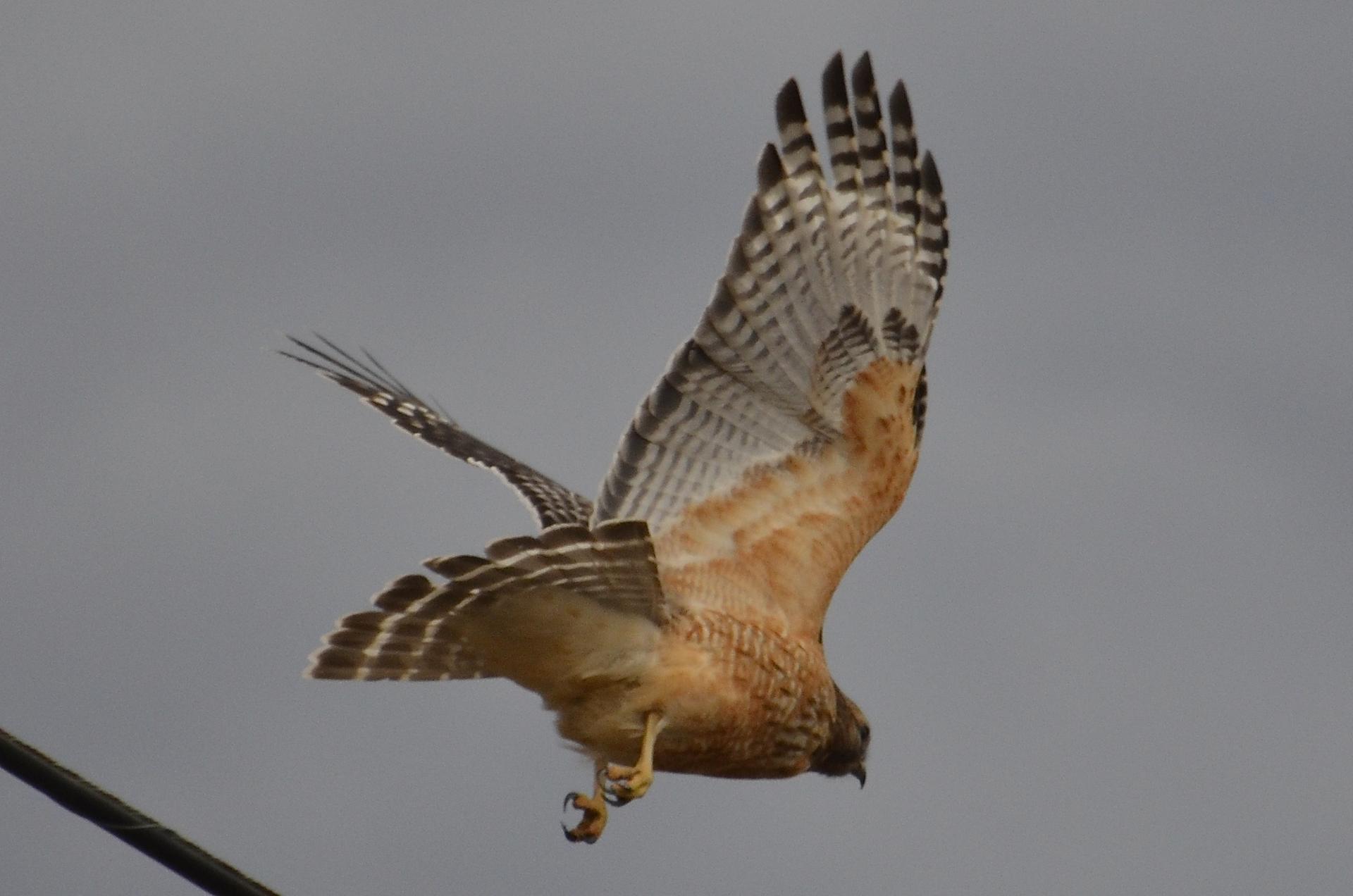 A hawk with outstretched wings flying against a grey, overcast sky.