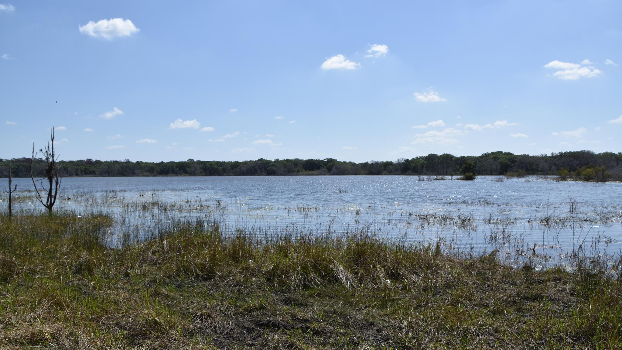 Expansive lake with grassy shore and distant trees under a bright blue sky.
