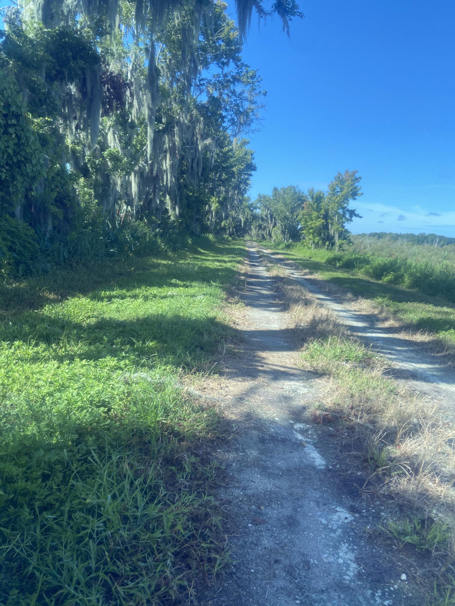 A dirt path winds through lush green and mossy trees on a sunny day.
