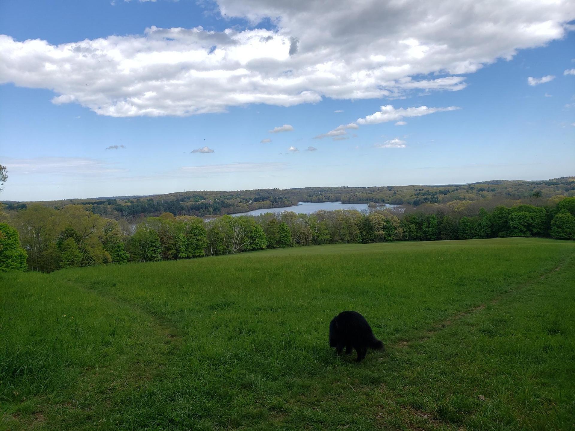 Black dog in a green field, overlooking a lake and forest under cloudy sky.