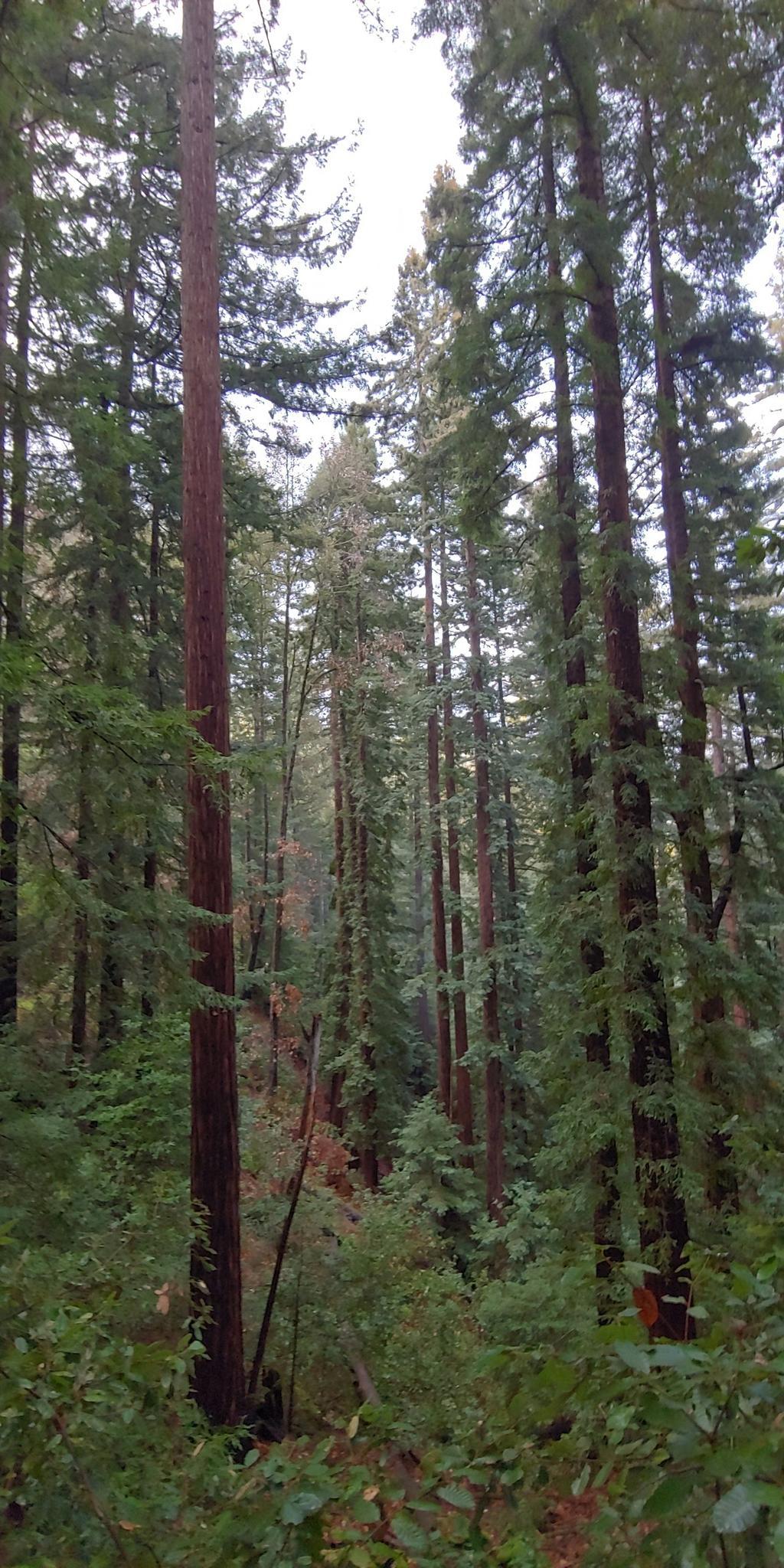 Tall, dense forest with towering trees and lush green undergrowth.
