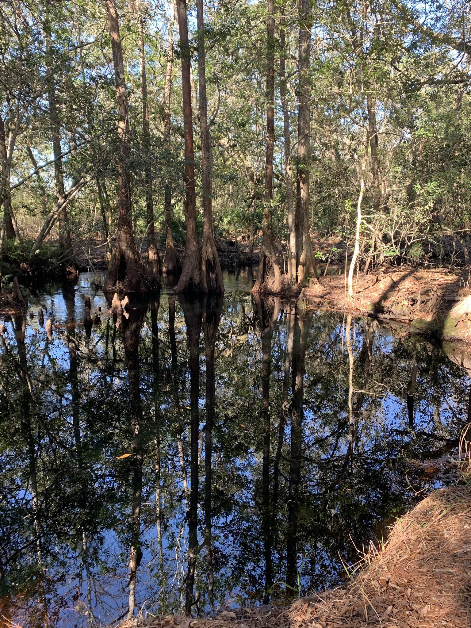Sunlit forest with tall trees reflected in dark, still water. - Sandhill Loop Trail