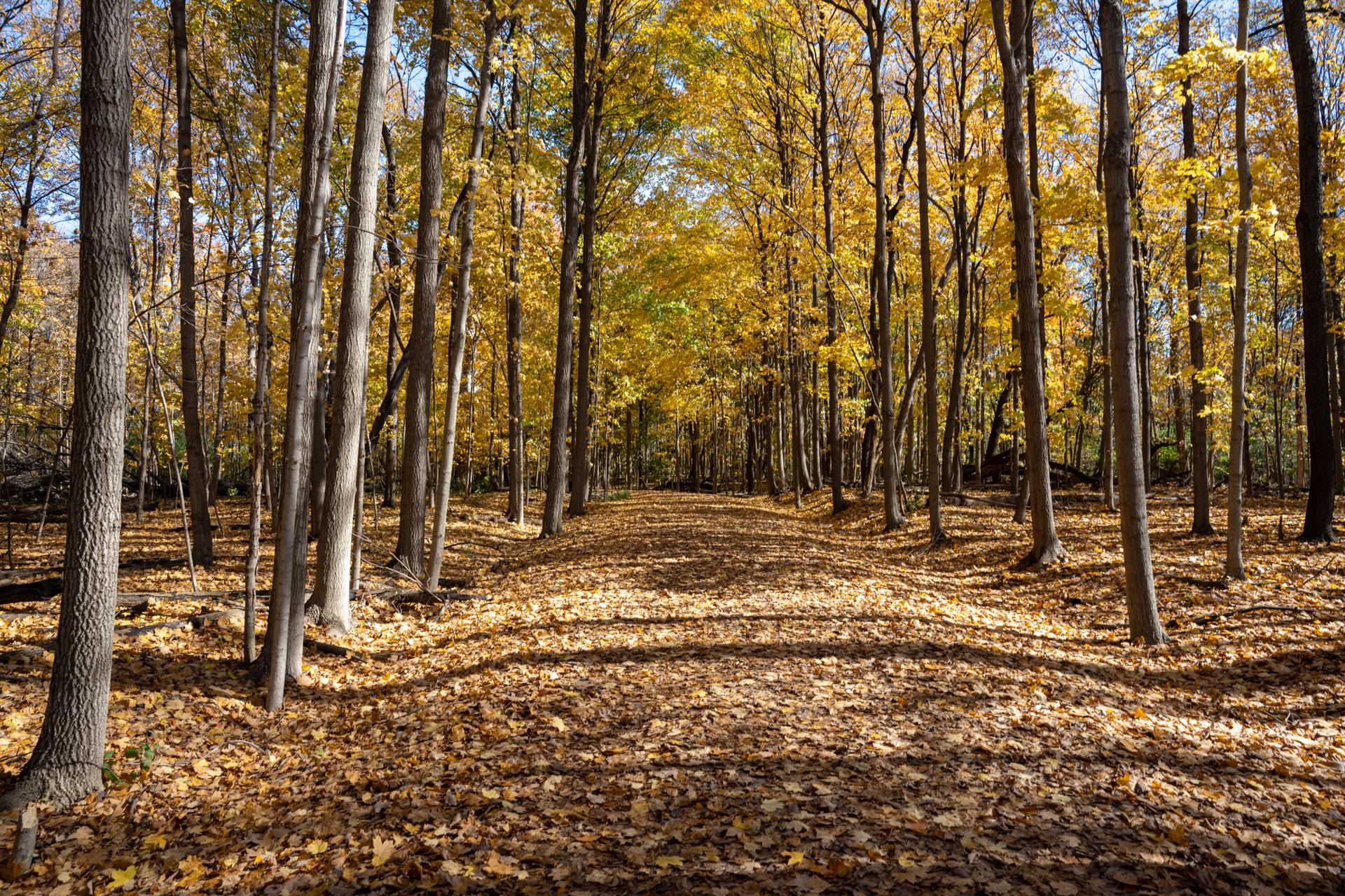 Sunlit forest path covered in golden autumn leaves, tall trees.