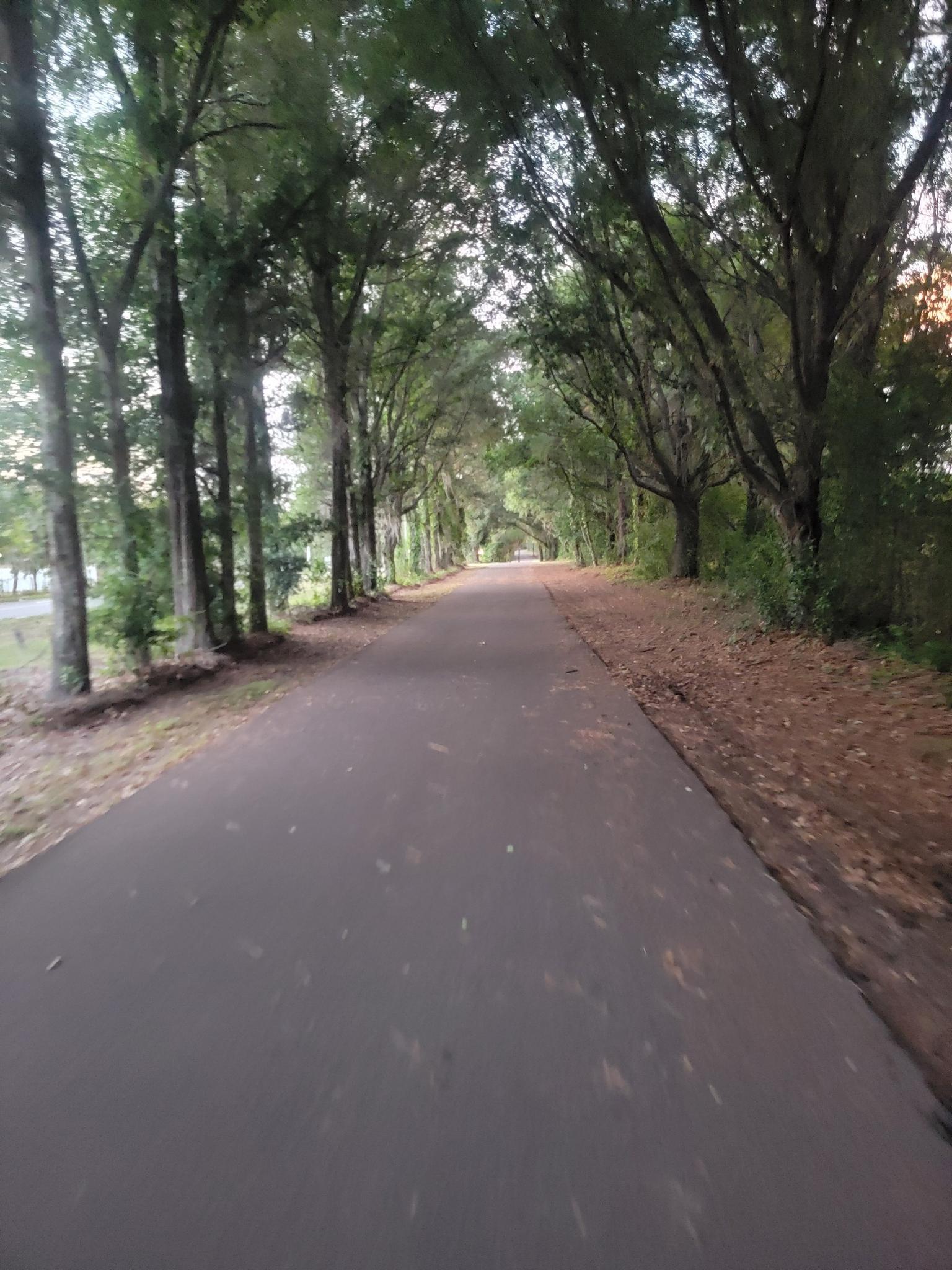 Paved path lined with tall trees forming a natural tunnel in soft light.
