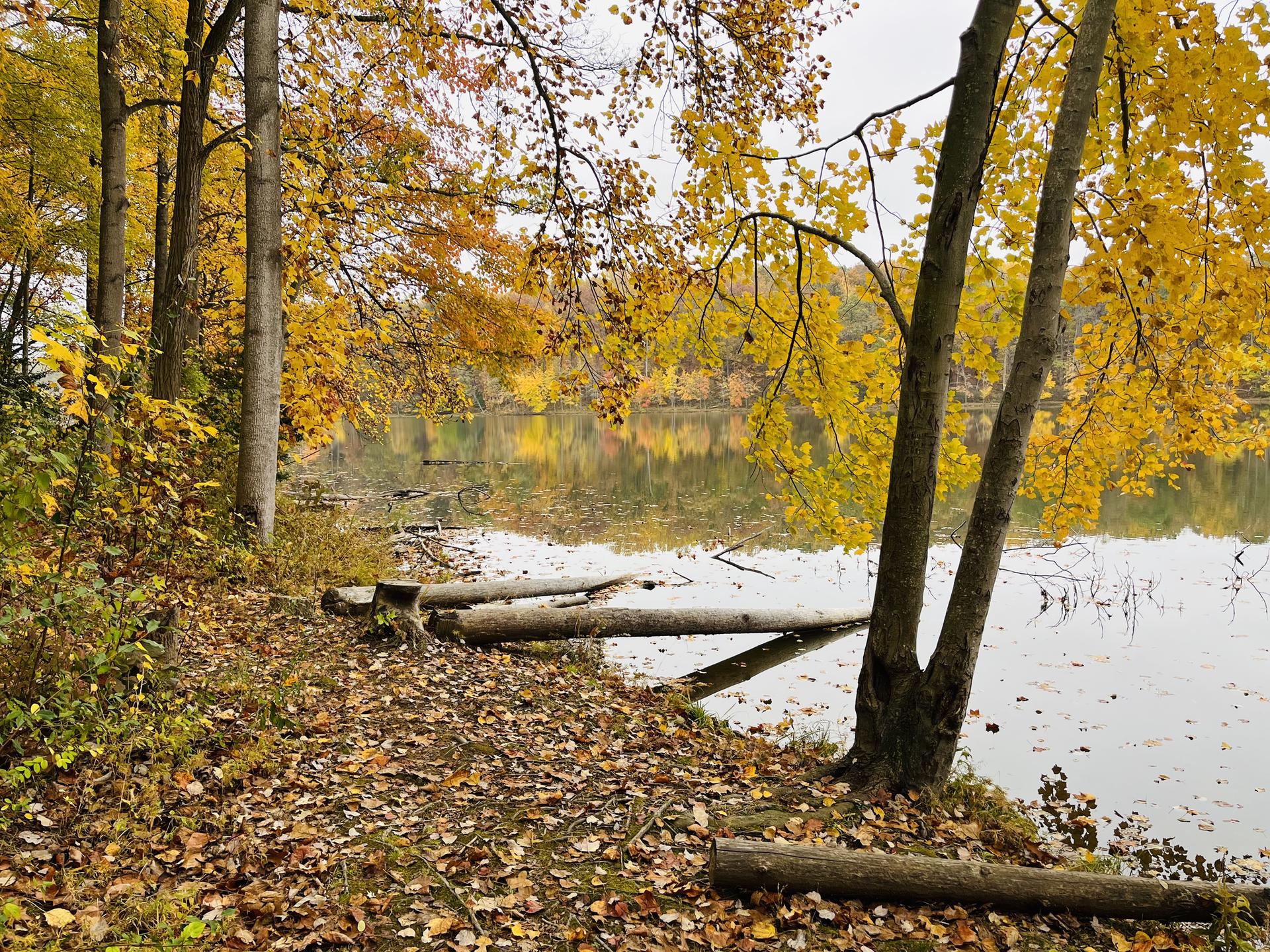 Autumn trees with yellow leaves beside a calm lake with fallen logs.
