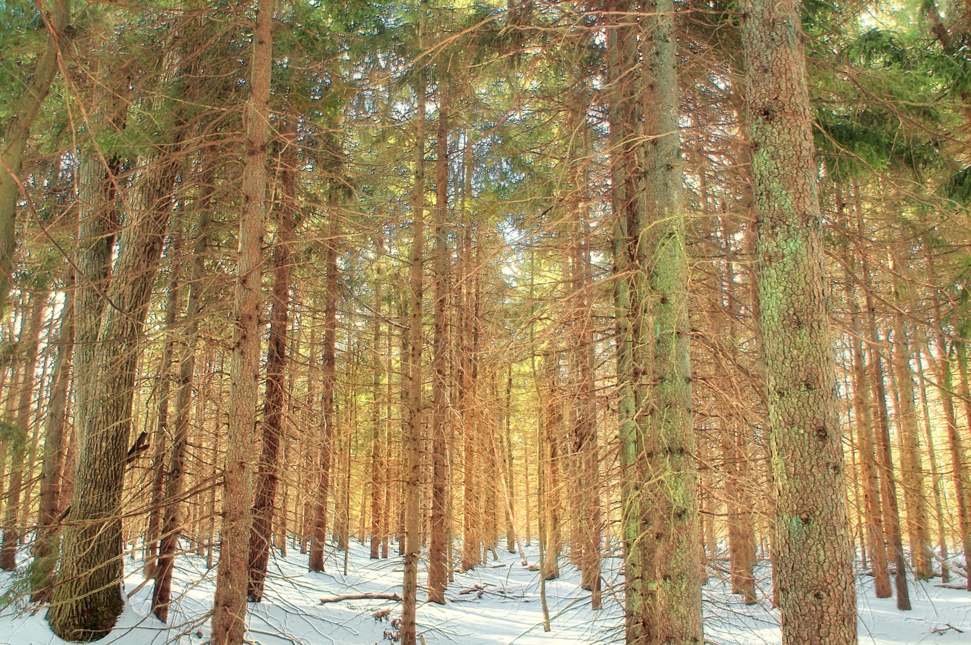Tall pine trees in a snow-covered forest with bright sunlight filtering through.