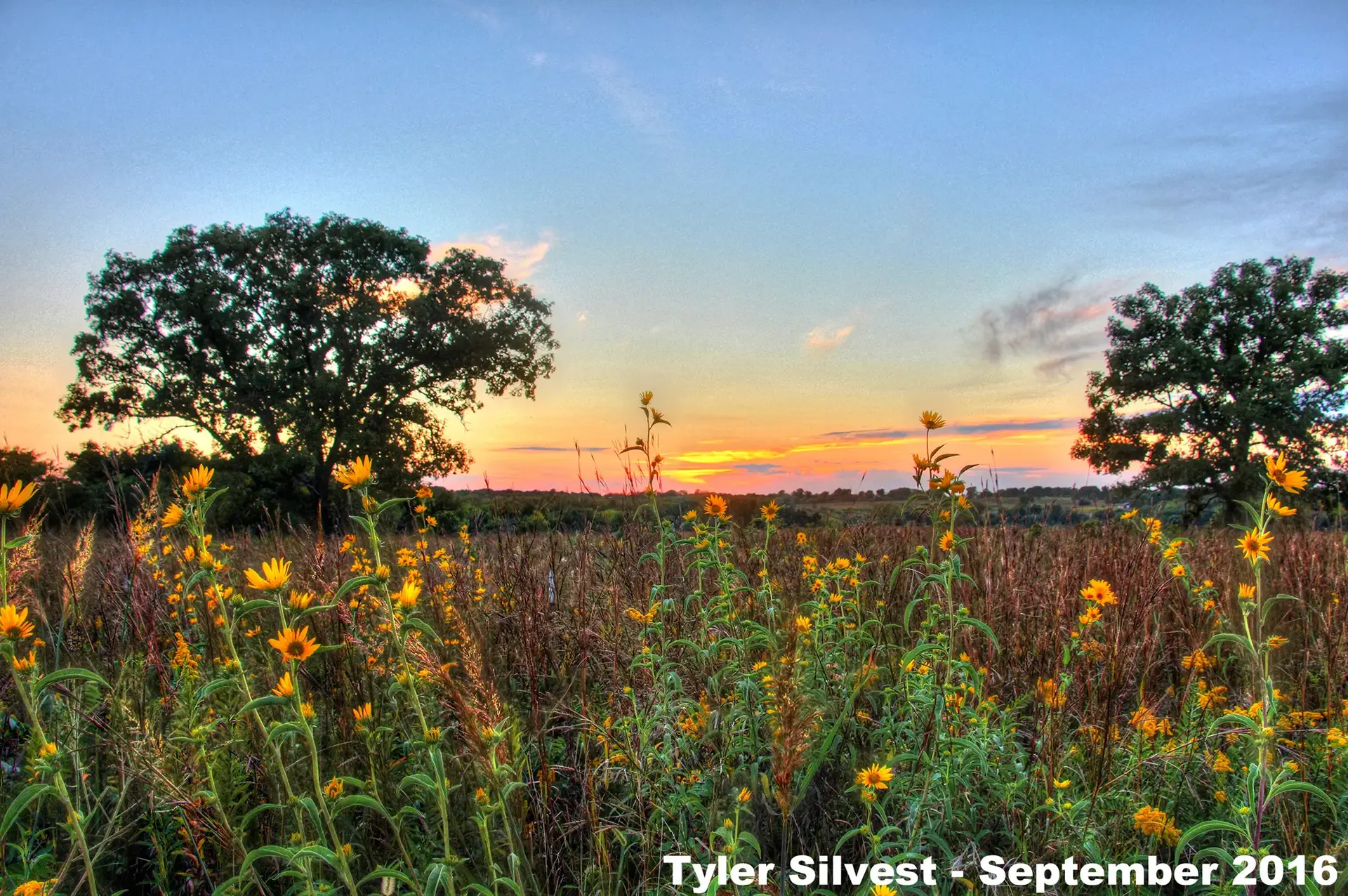 A field of yellow wildflowers at sunset with two large trees.