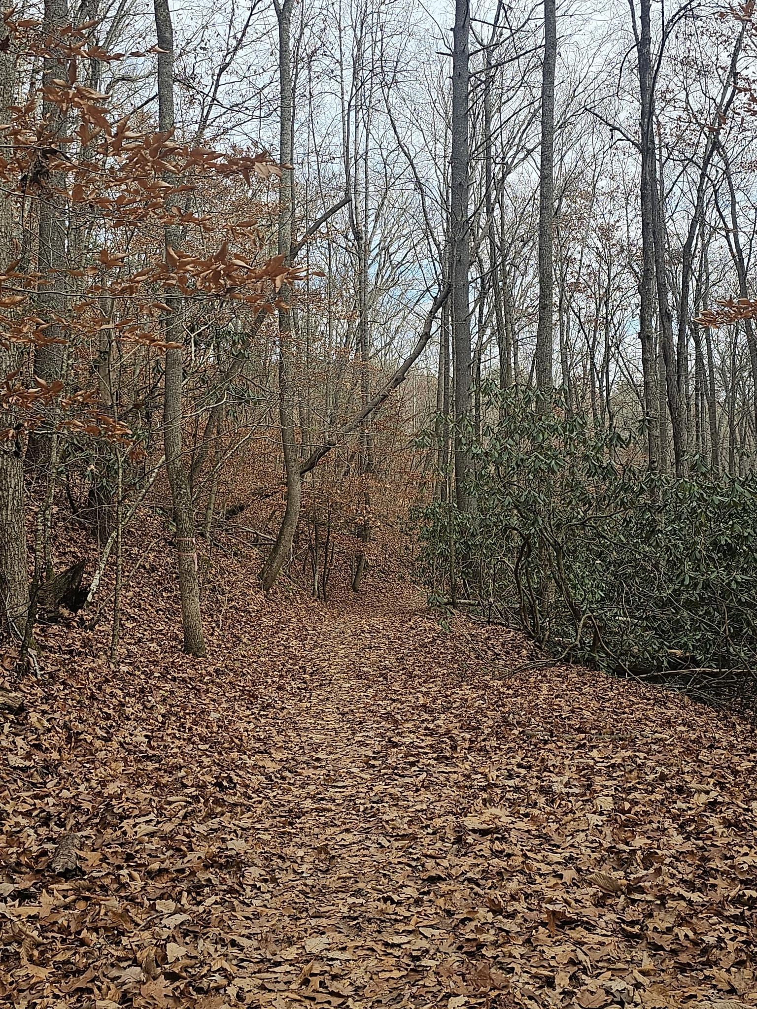 A leaf-strewn trail through a dense winter forest with bare trees and green bushes.