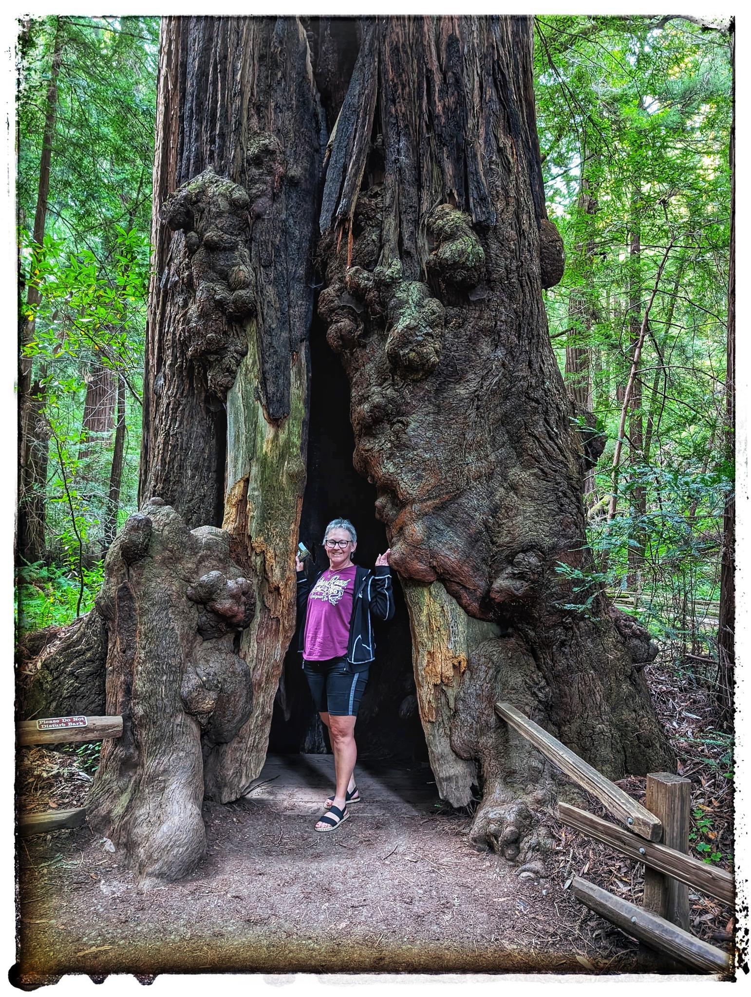 A woman smiles while standing inside a massive, hollowed-out tree trunk.