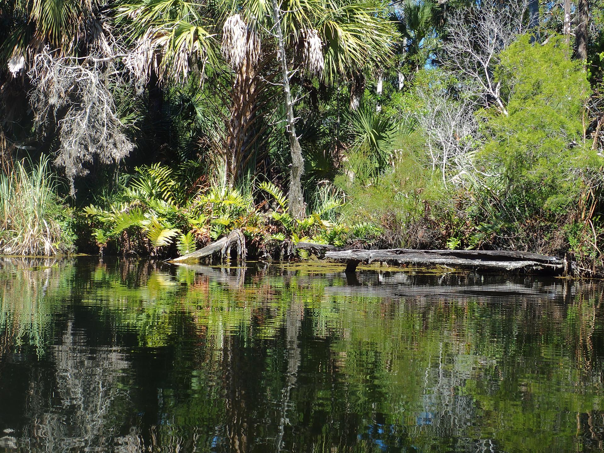 Calm water reflects lush green vegetation and palm trees with fallen logs.
