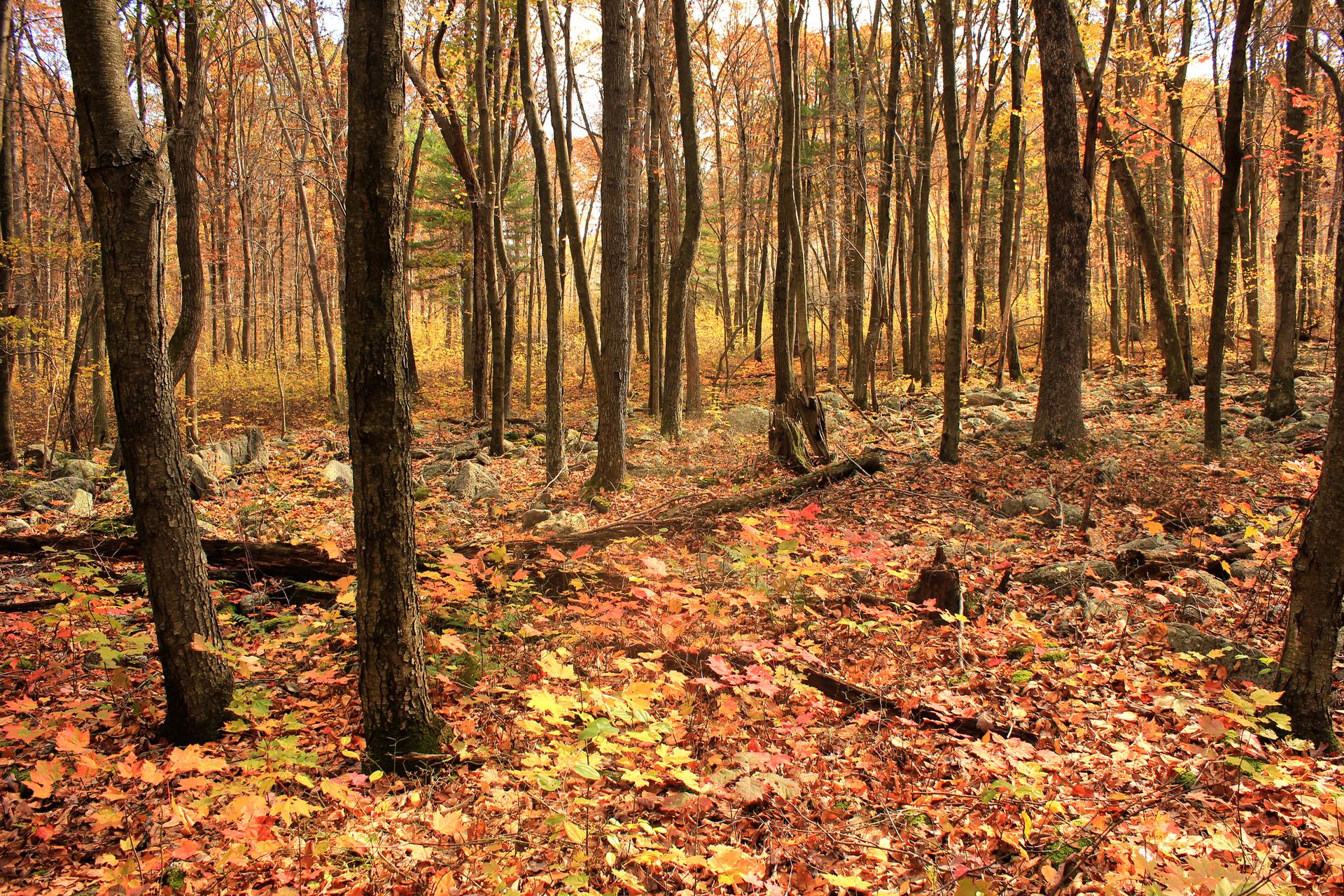Autumn forest floor covered in vibrant orange and yellow leaves.