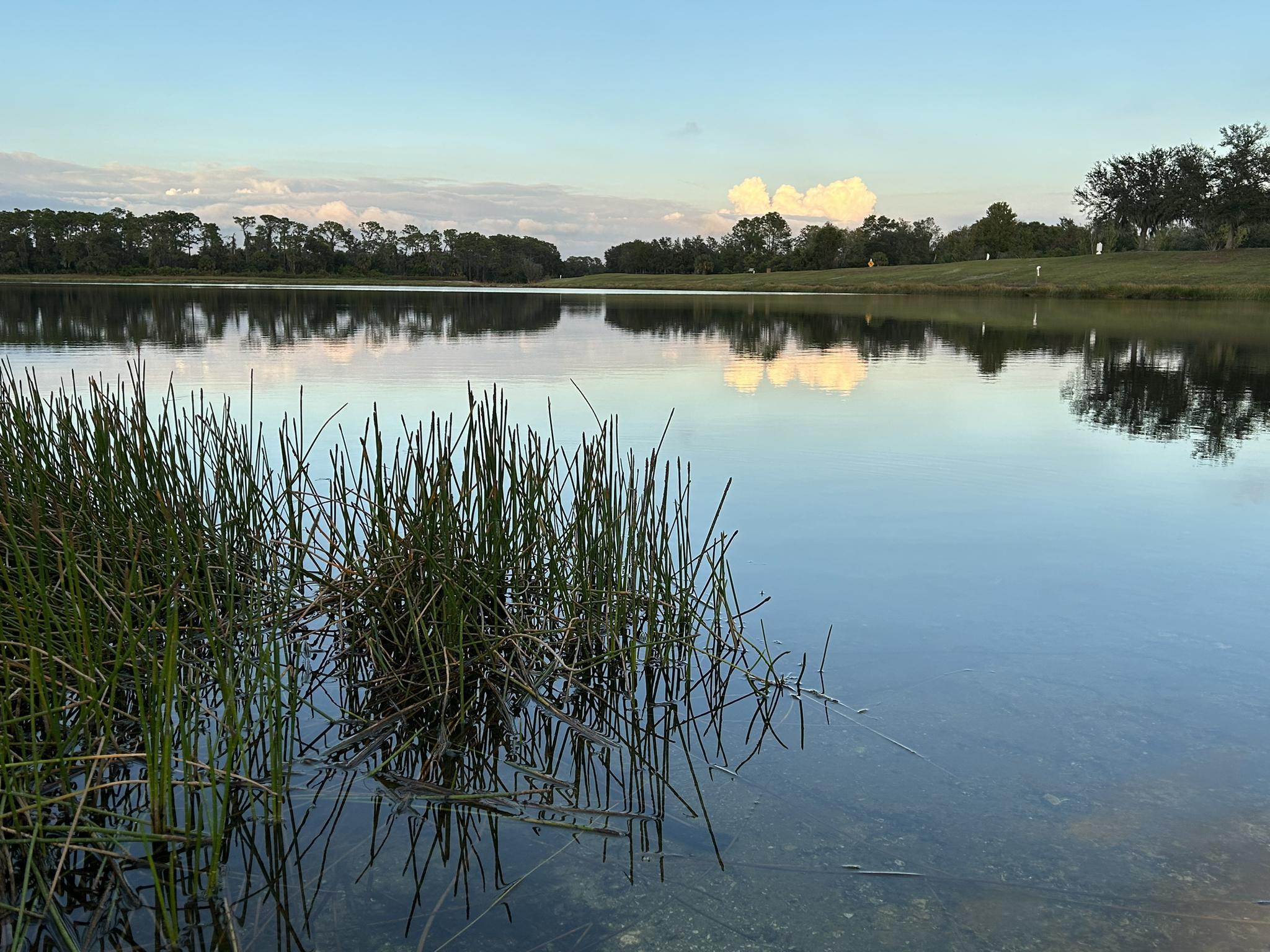 Tall grass in a calm lake reflecting sky and distant trees.