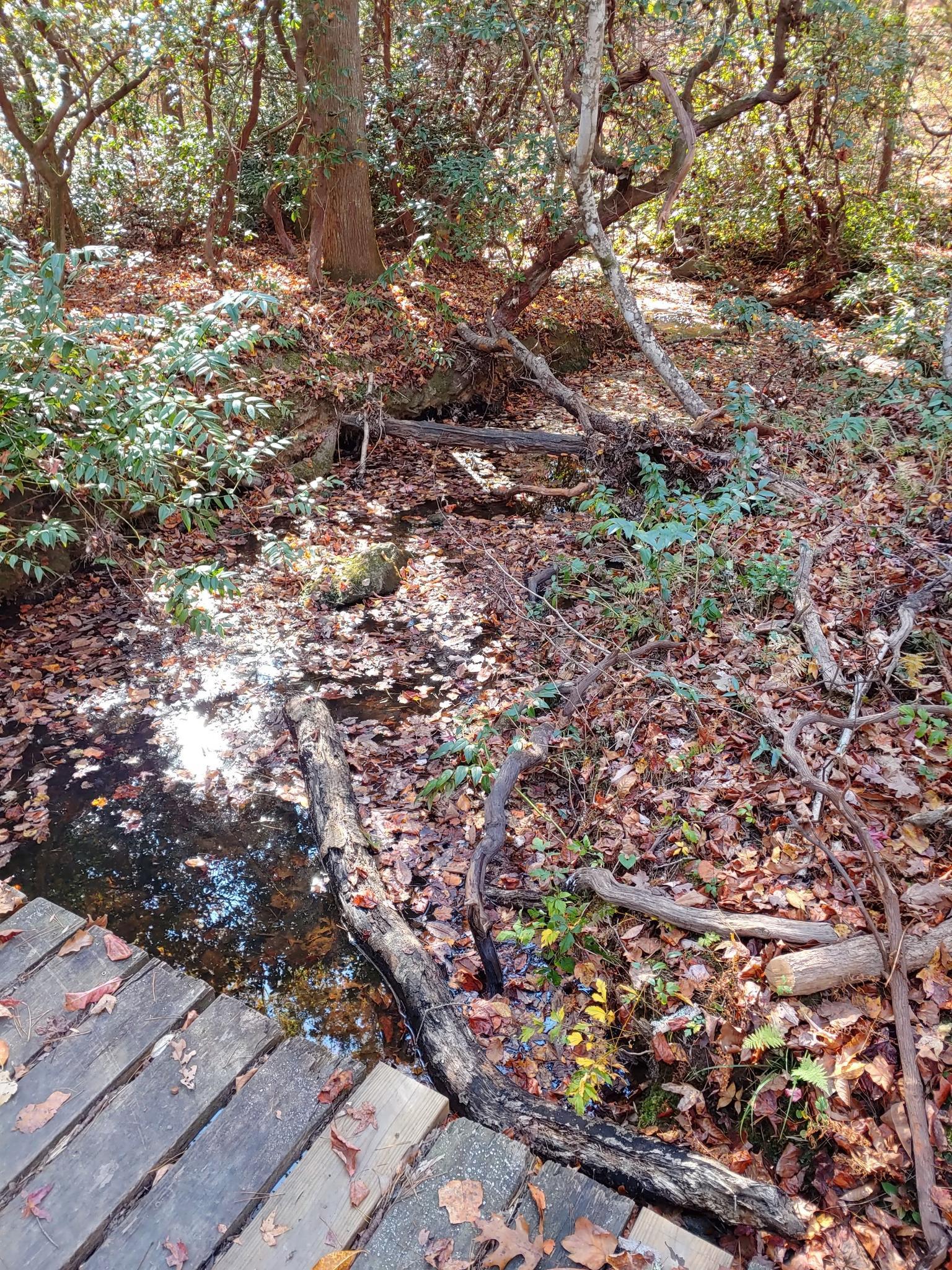 Wooden bridge over a small stream in a leafy forest, dappled sunlight.