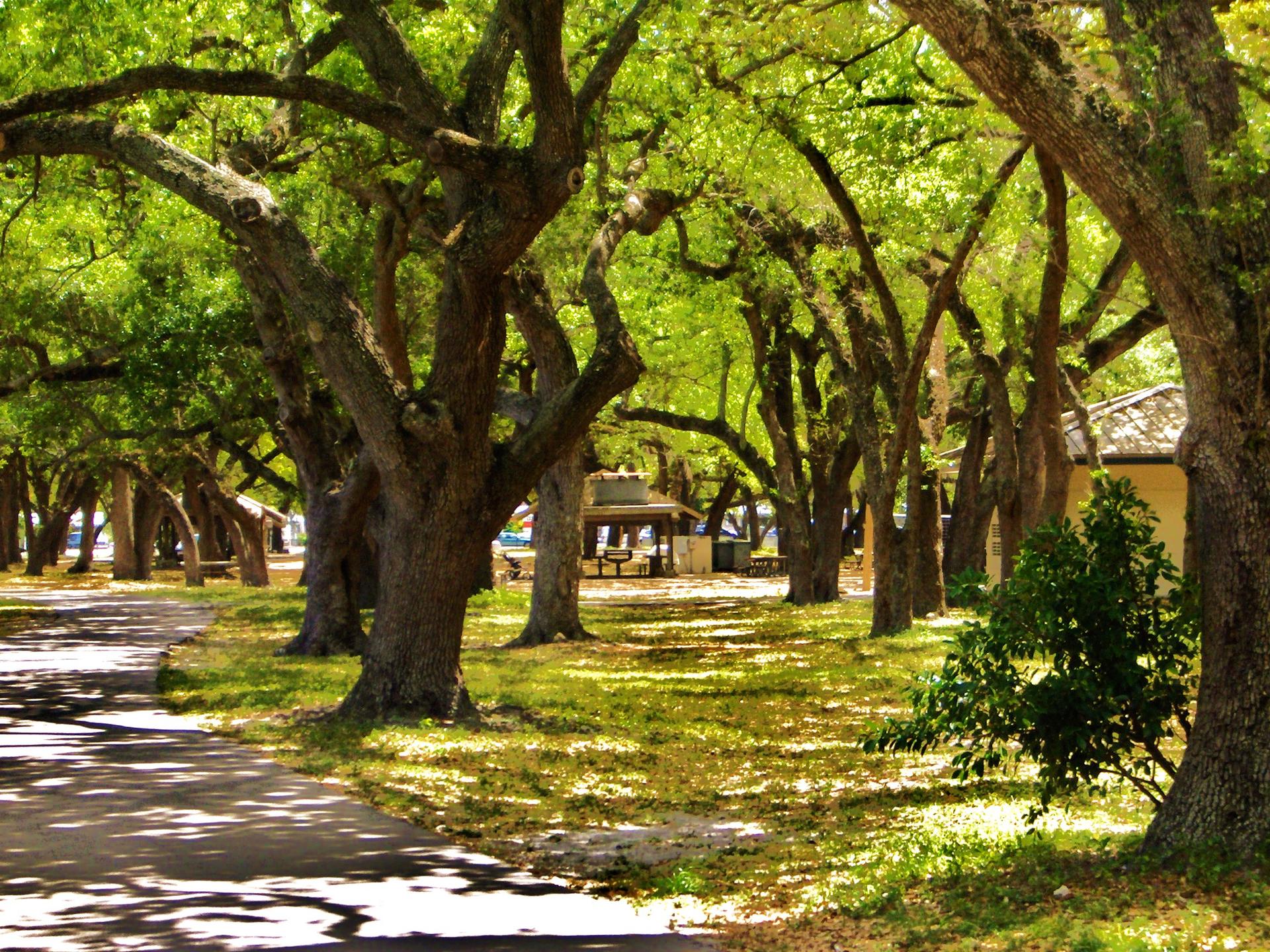 Sunny path winding through a grove of large, leafy trees.
