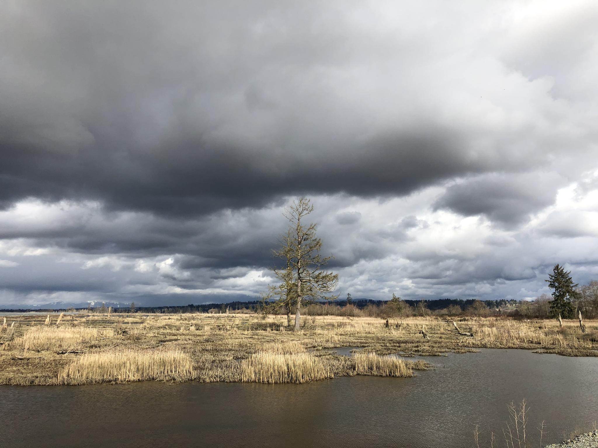 Dark, stormy sky over a marshy wetland with a lone tree.
