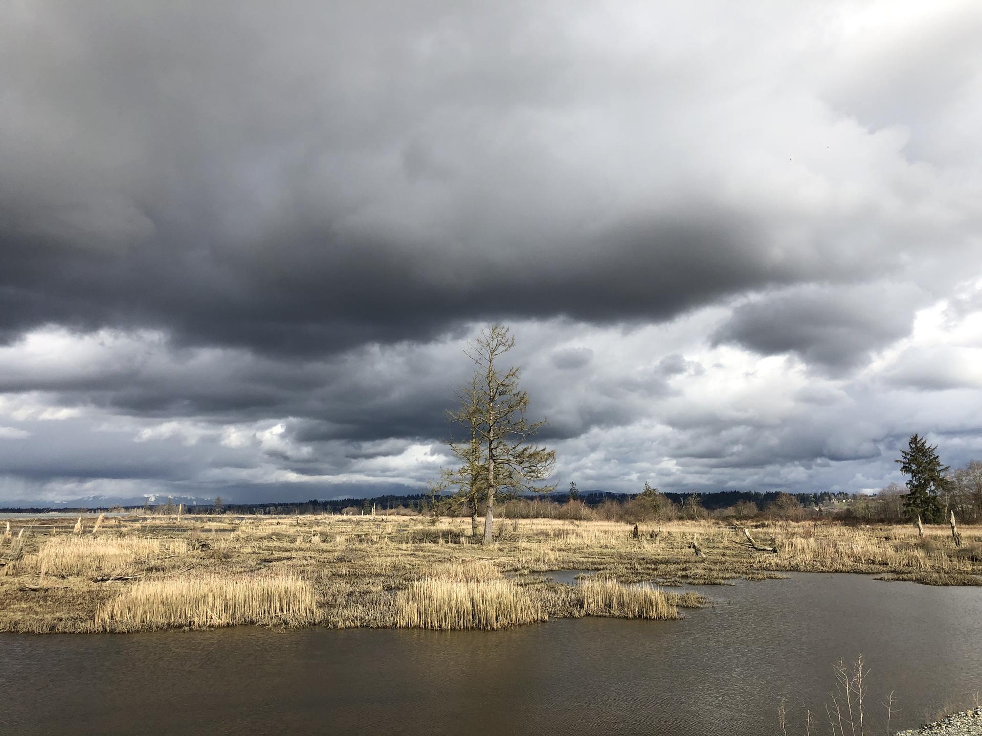 Dark, stormy sky over a marshy wetland with a lone tree.