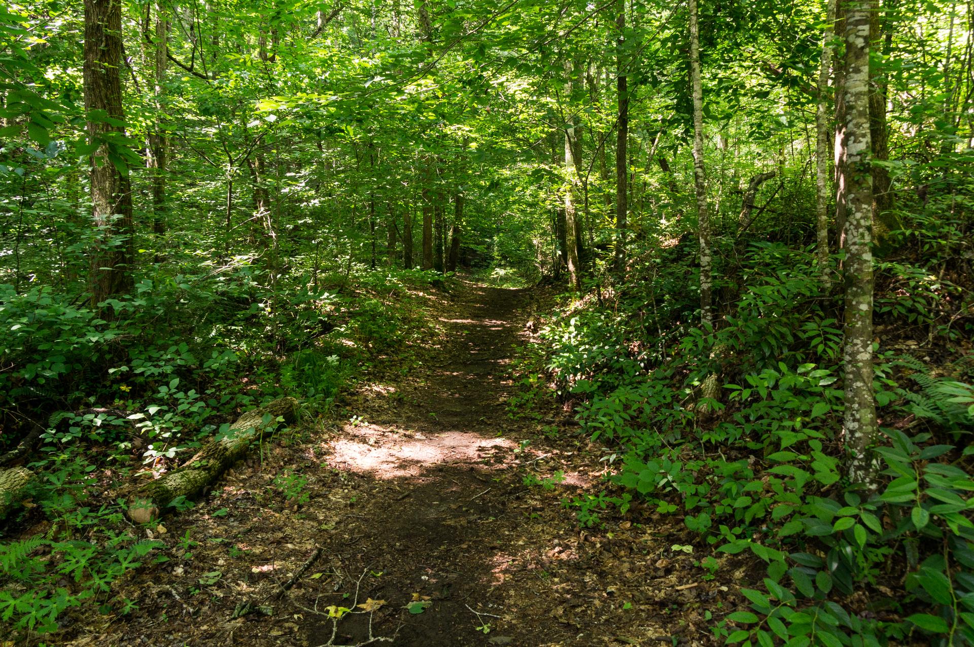 A sun-dappled dirt path winds through a lush, green forest.