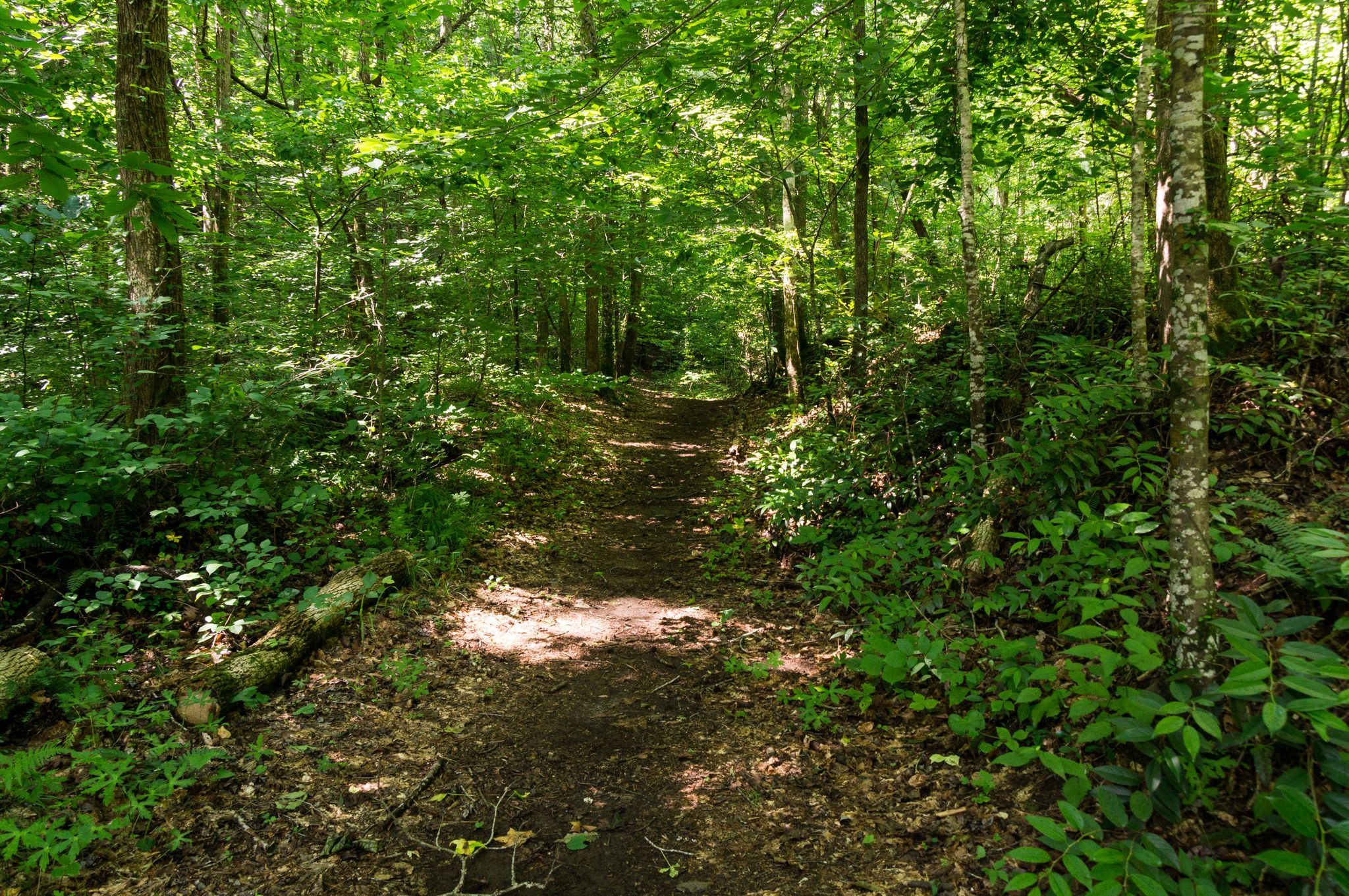 A sun-dappled dirt path winds through a lush, green forest. - Cedar Rock and Big Rock Mountain Loop
