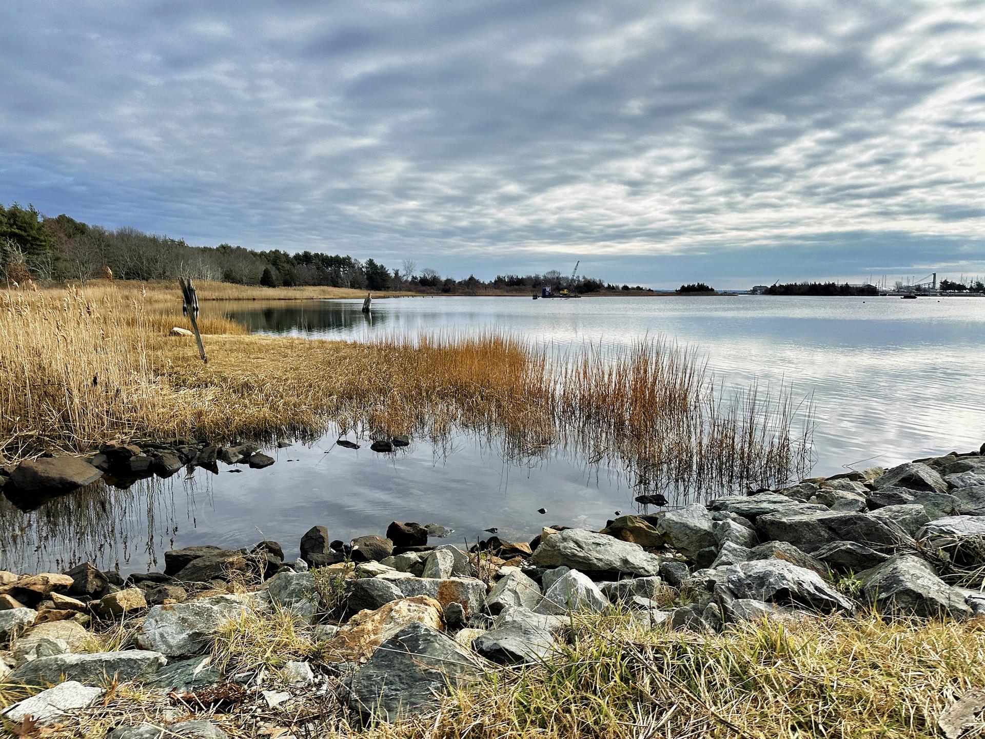 Overcast view of calm water with rocky shore and tall marsh grasses.