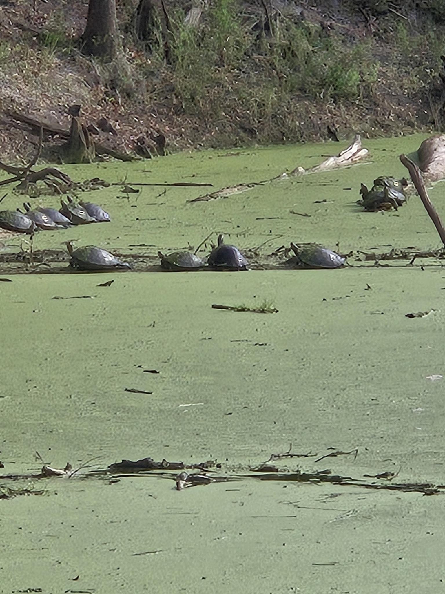 Many turtles bask on logs in a green, algae-covered pond on a bright day.