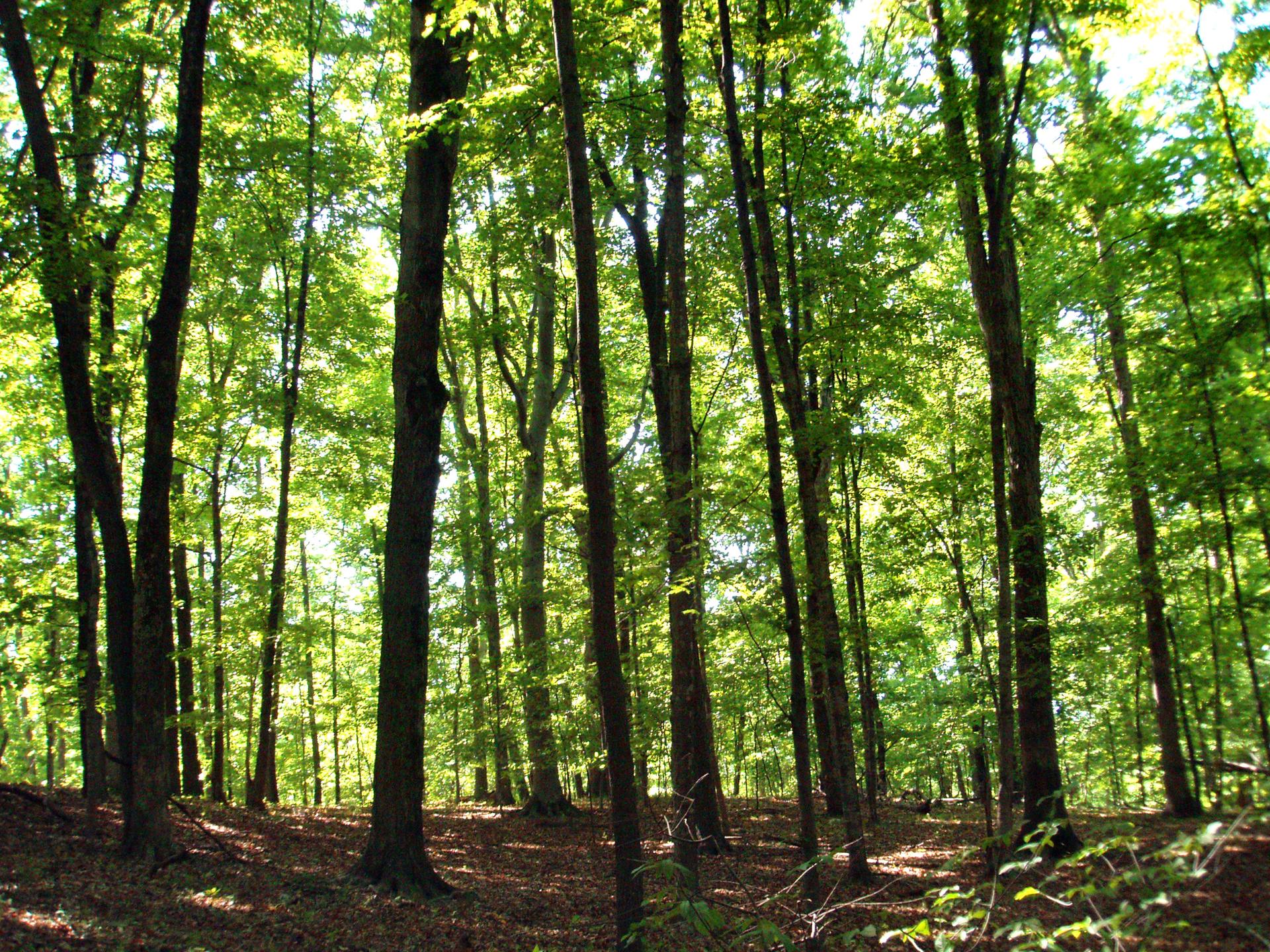 Tall, slender trees with vibrant green leaves in a sun-dappled forest.