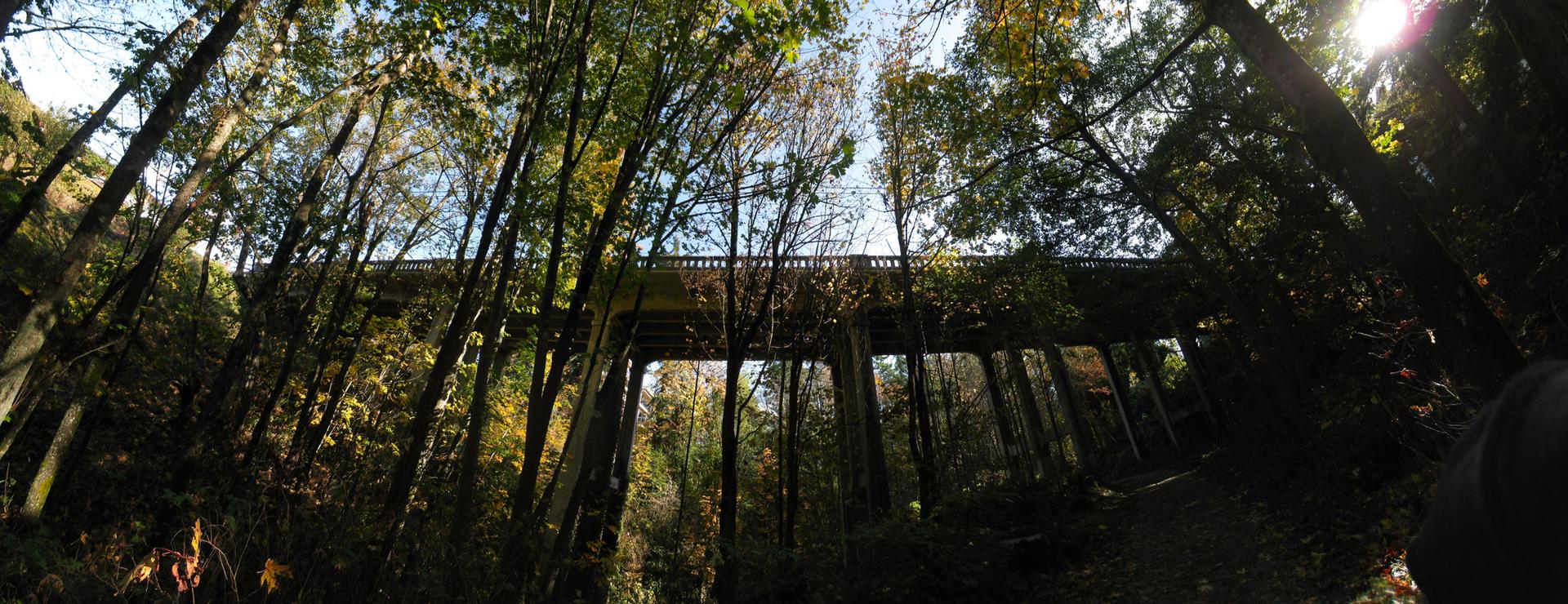 Upward view of tall trees and a large bridge under bright sunlight.