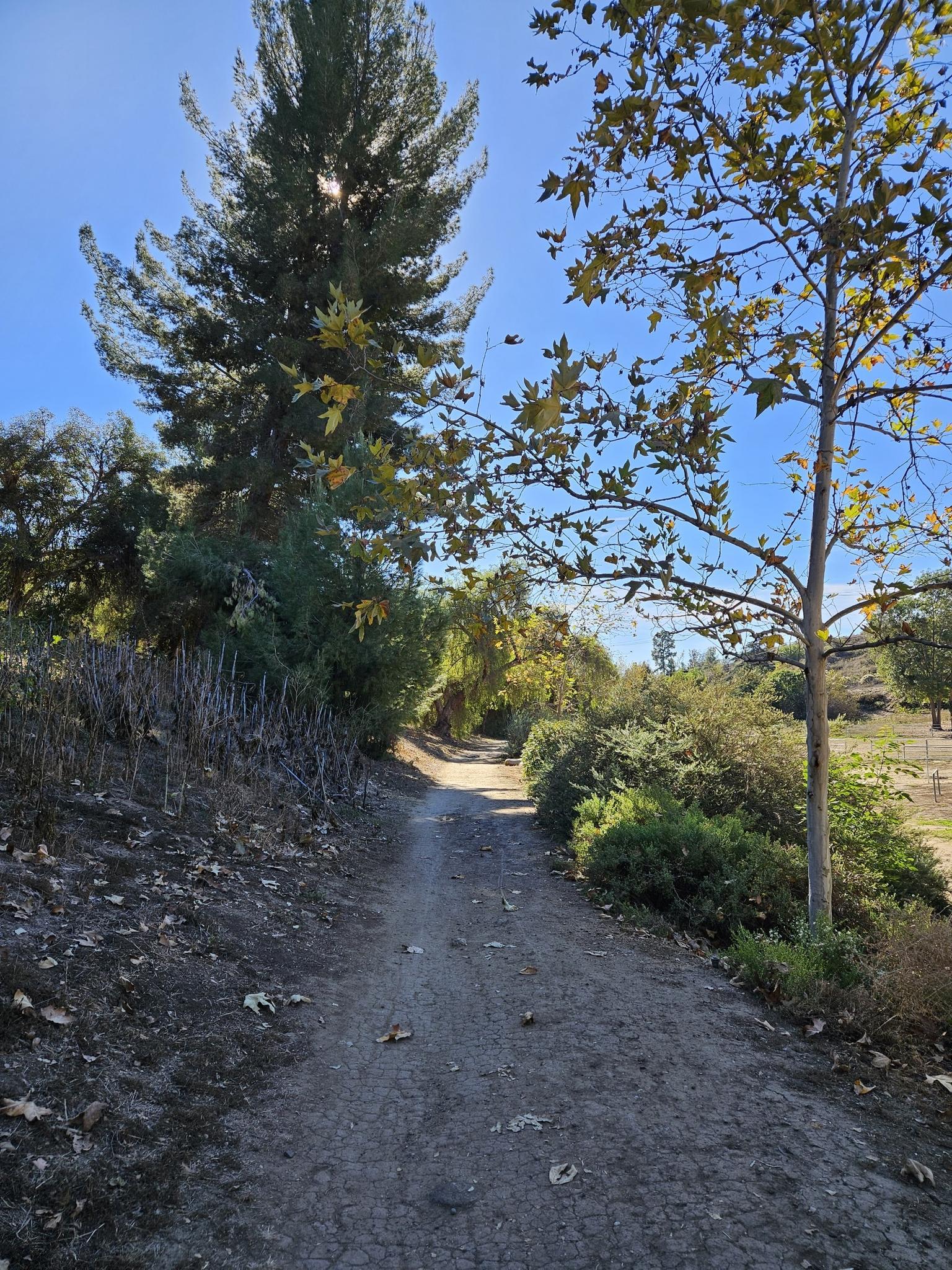 Sunny dirt path winding through tall trees with dappled light.