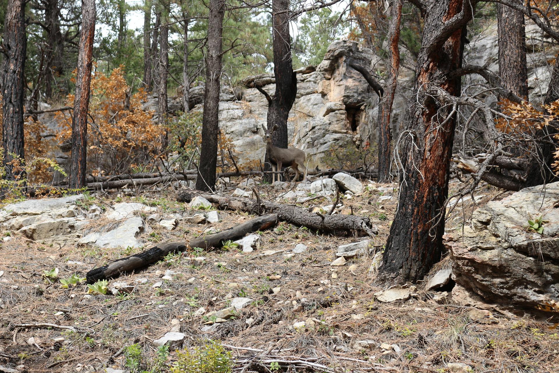 A deer stands among rocks and trees in a dappled forest.