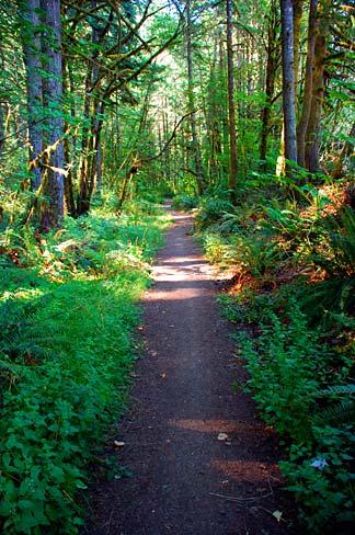 A sun-dappled dirt path winds through a lush green forest.