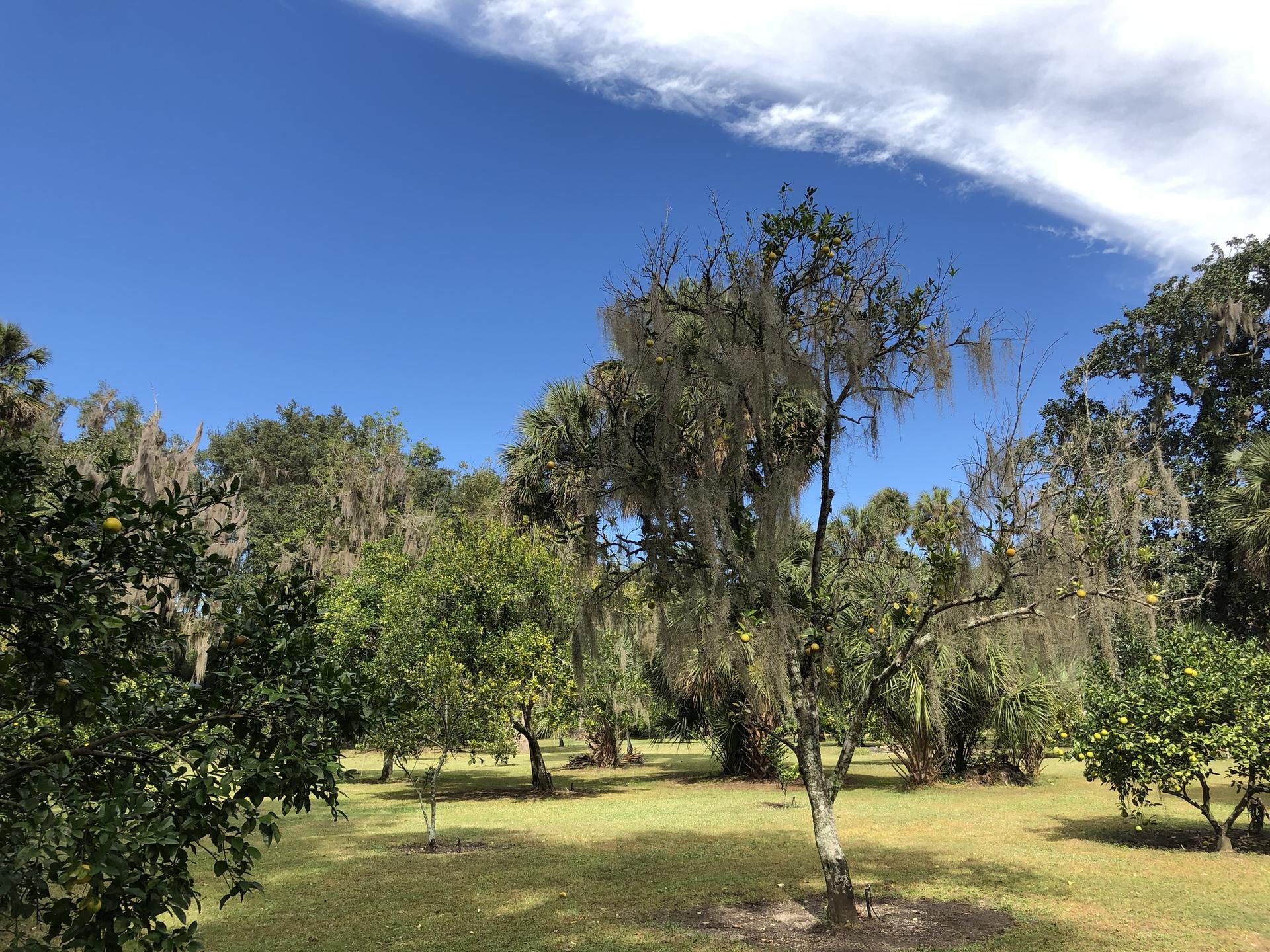 Sunny landscape with diverse trees, some draped in moss, and green grass.