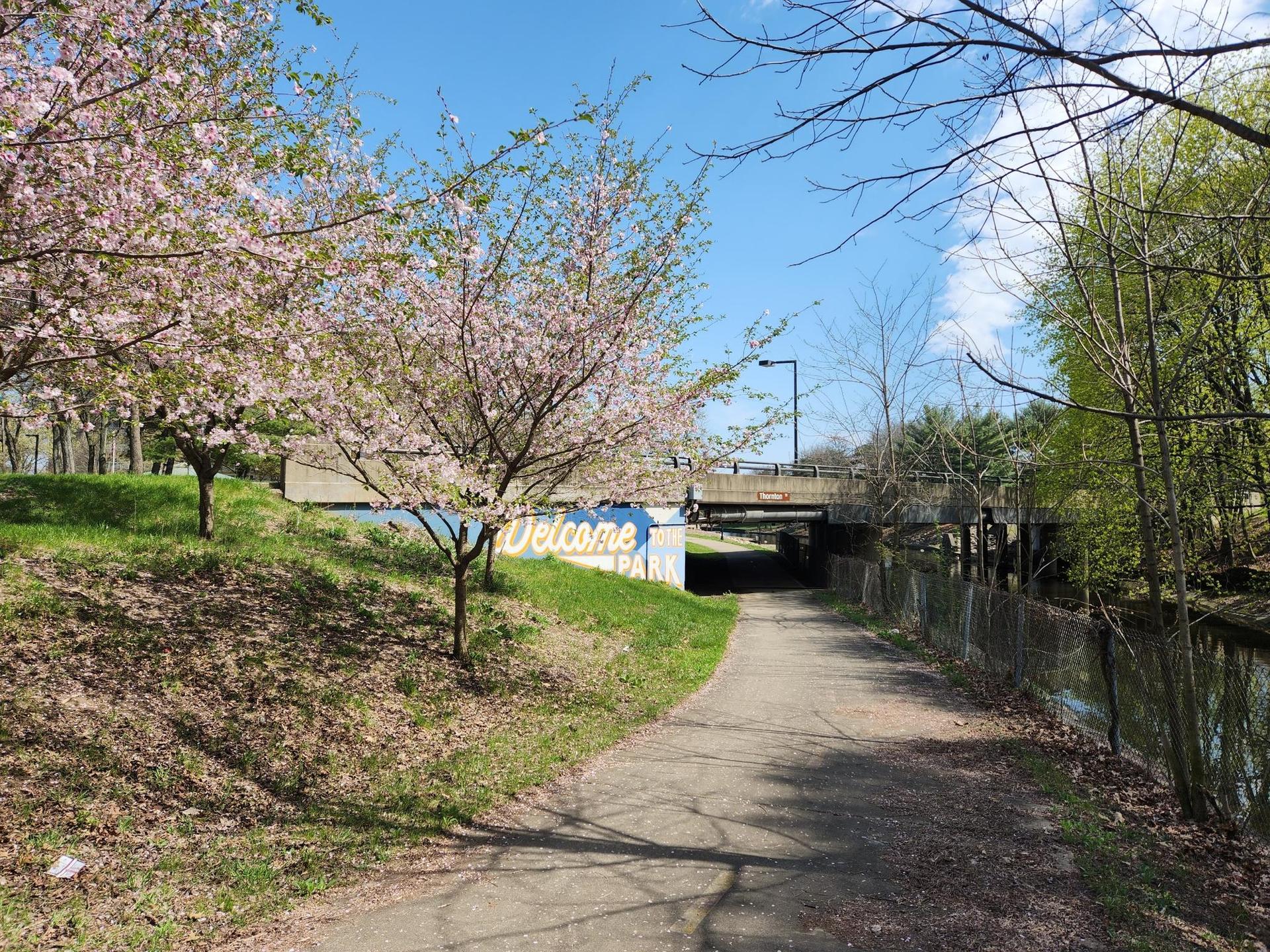 A paved path under a bridge, flanked by flowering trees and green grass.