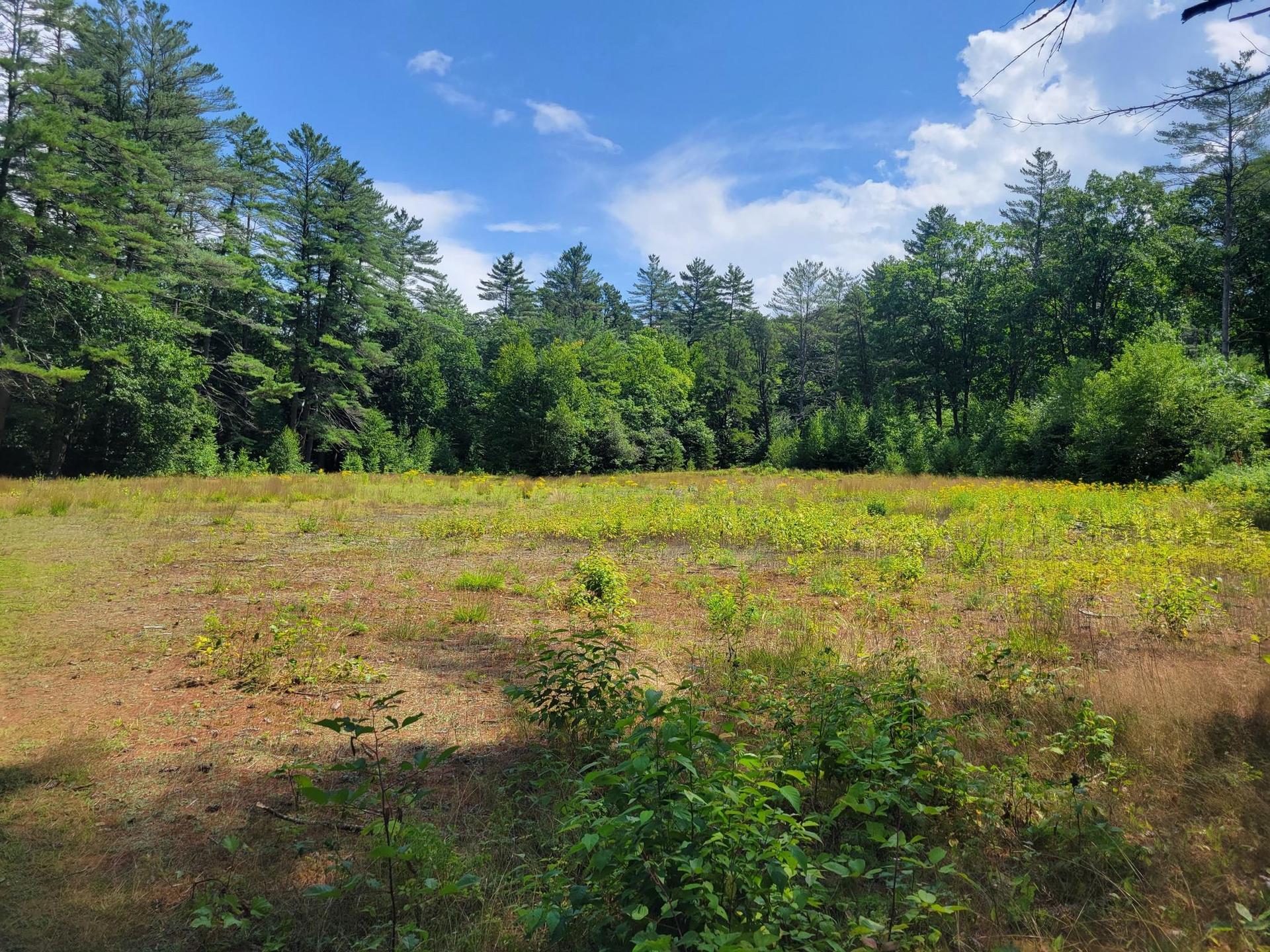 Sunny open field with sparse green growth surrounded by dense forest.