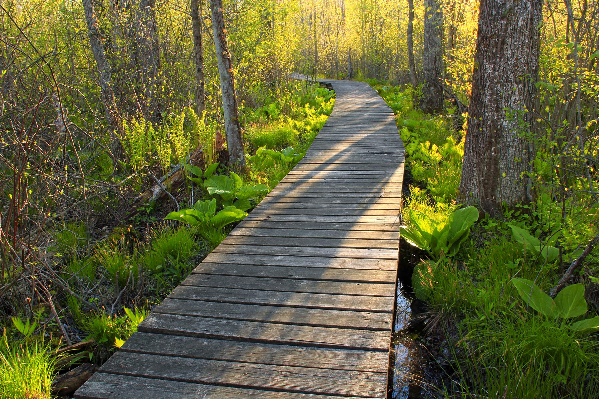 A wooden boardwalk winds through a sunlit, green forest.