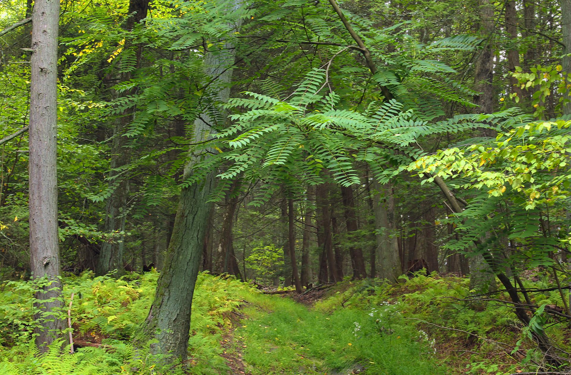 A lush green path winds through a sunlit forest with tall trees and ferns.