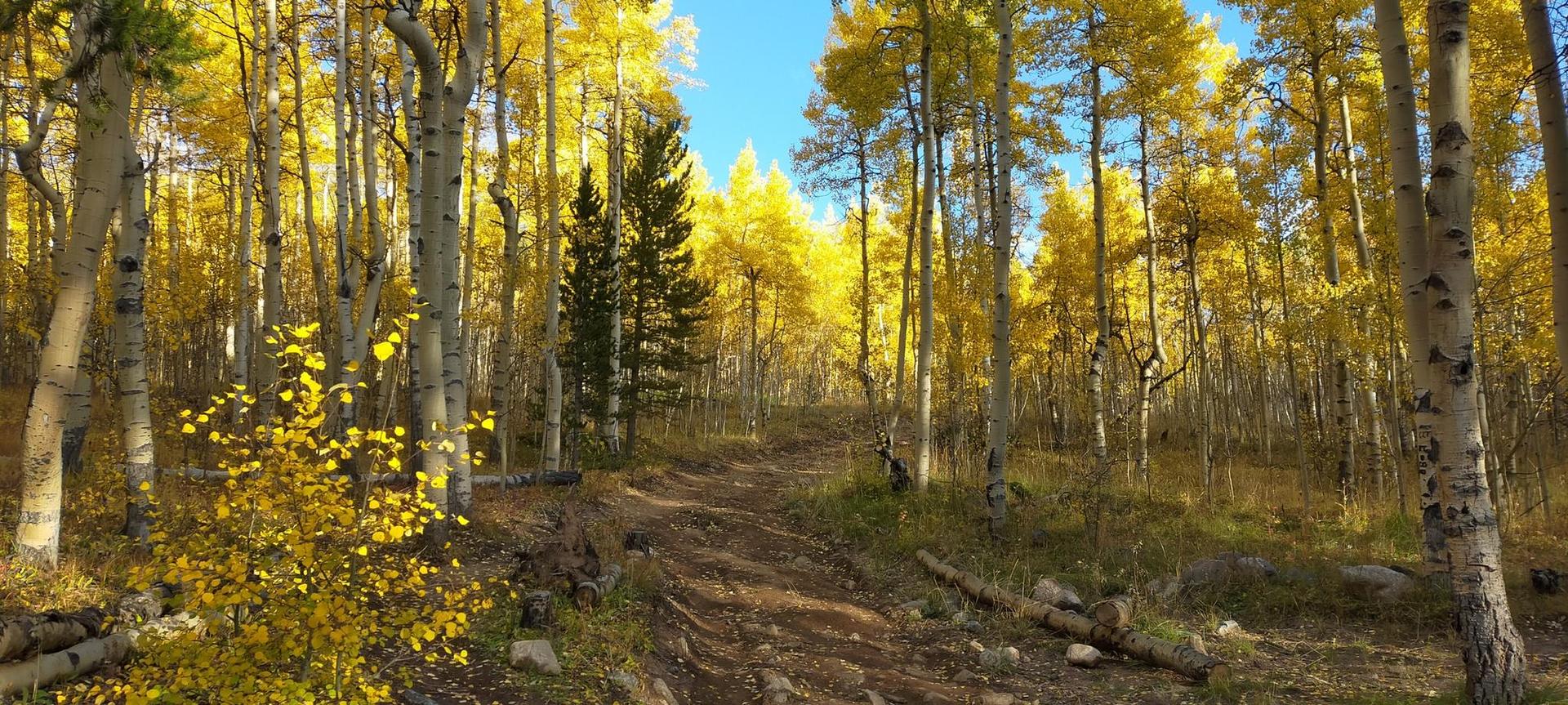 A sunlit dirt path winds through a vibrant forest of yellow aspen trees.