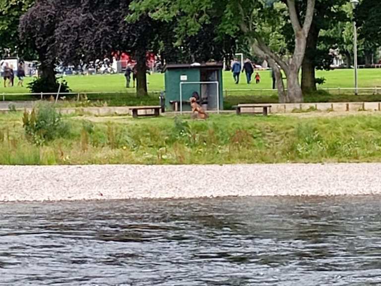 Breac — Wooden Dog Statue by the River Ness – Hikes & How to Get There ...
