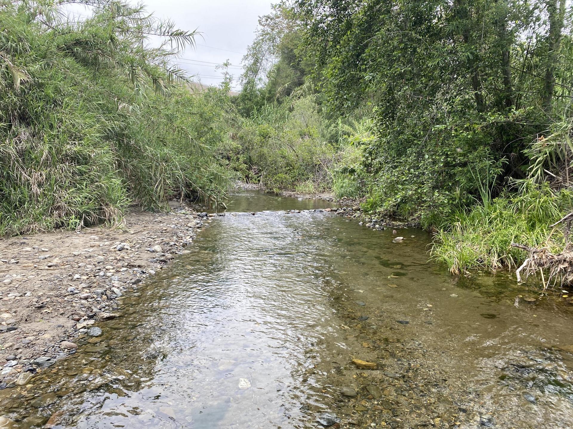 Clear stream flowing over rocks, surrounded by thick green trees and bushes.