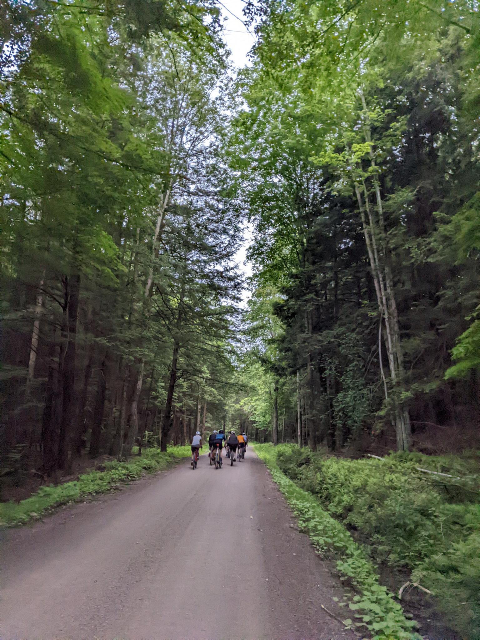 A group of cyclists rides on a dirt road through a tall, green forest.