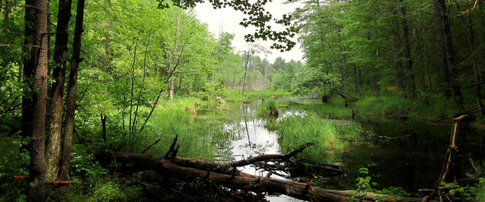Lush green forest wetland with a fallen log over calm water.