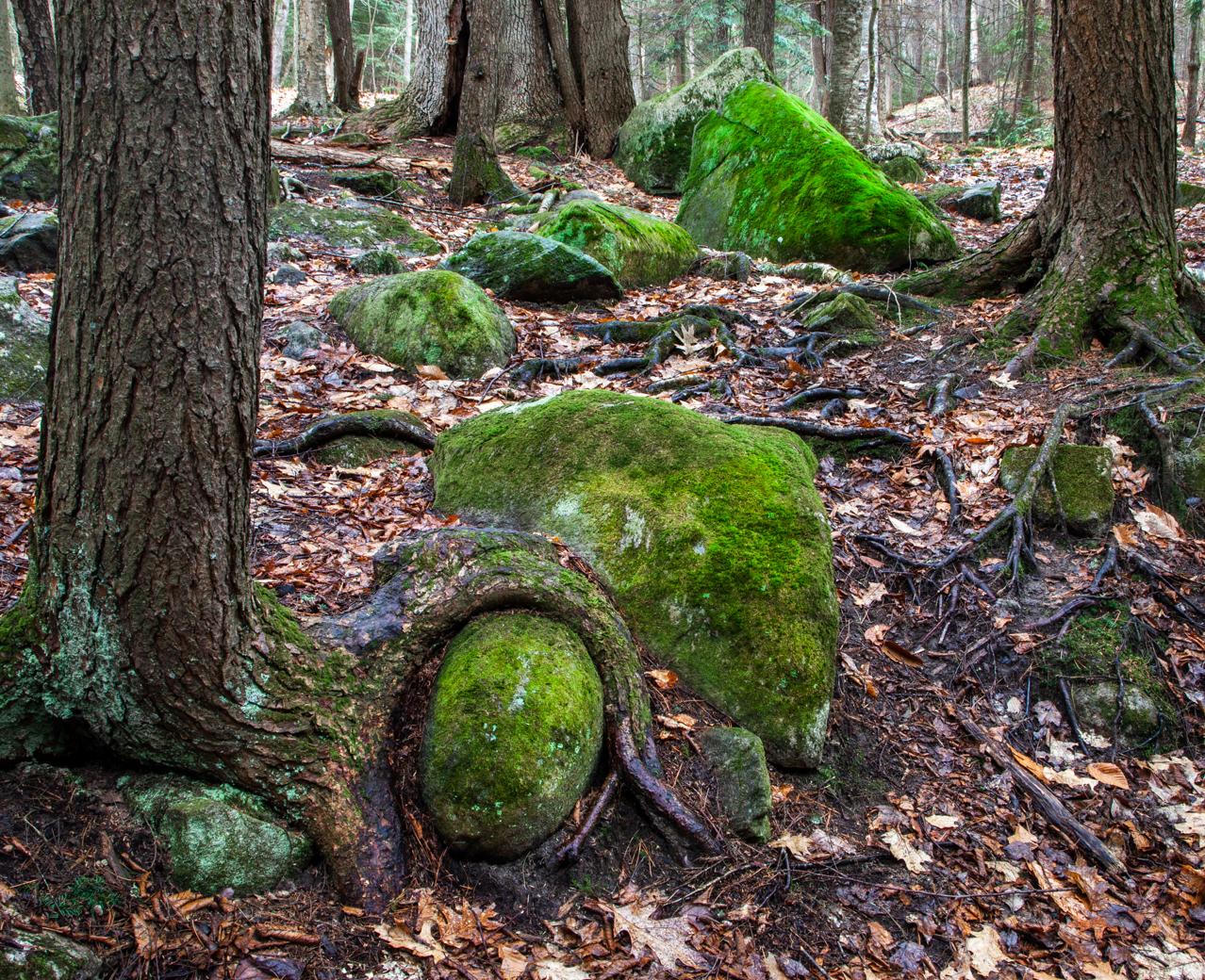 Lush green moss covers rocks and tree roots in a dense, natural forest.