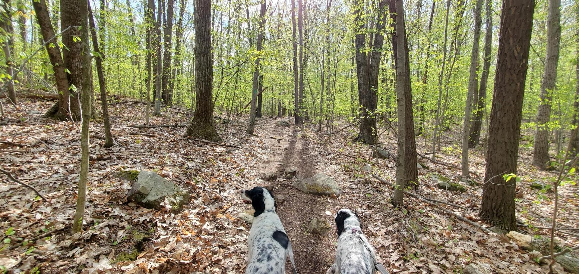 Two dogs on a sunlit woodland path with new green foliage.