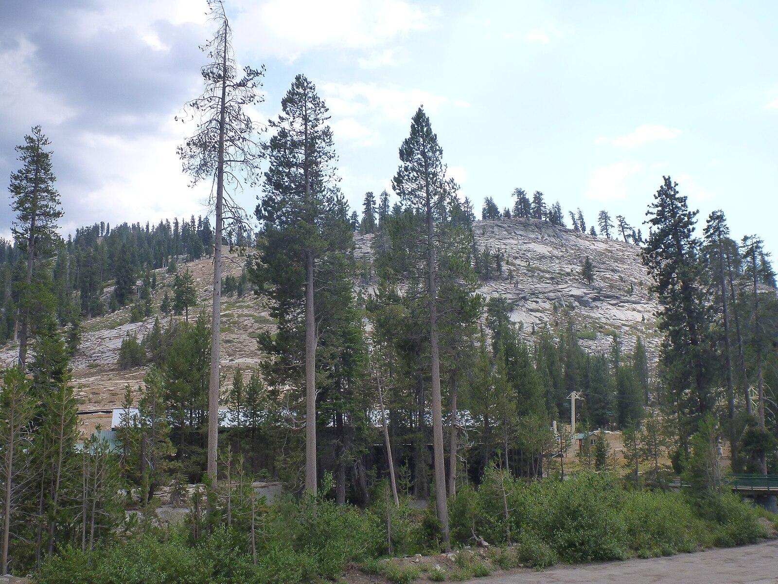 Tall pine trees in front of a rocky mountain slope under an overcast sky.